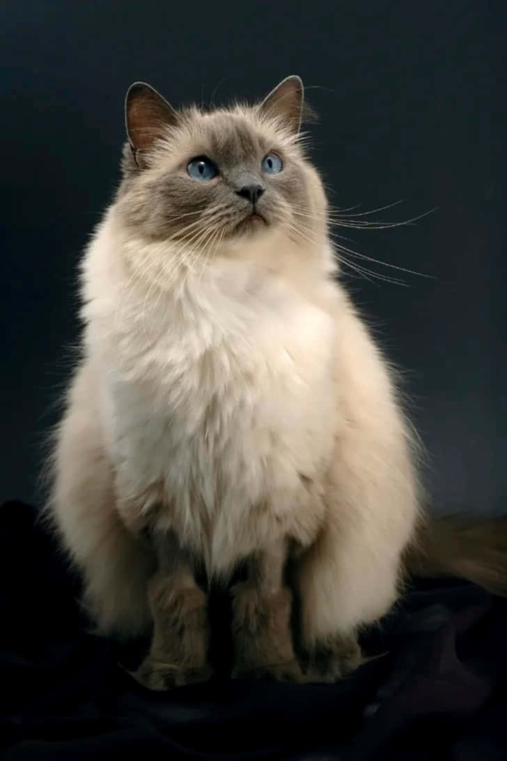 Ragdoll 桌布 壁紙 — 一隻毛茸茸的奶油色貓咪，有著引人注目的藍色眼睛，坐在深色背景前，帶著安靜的好奇心向上凝視。