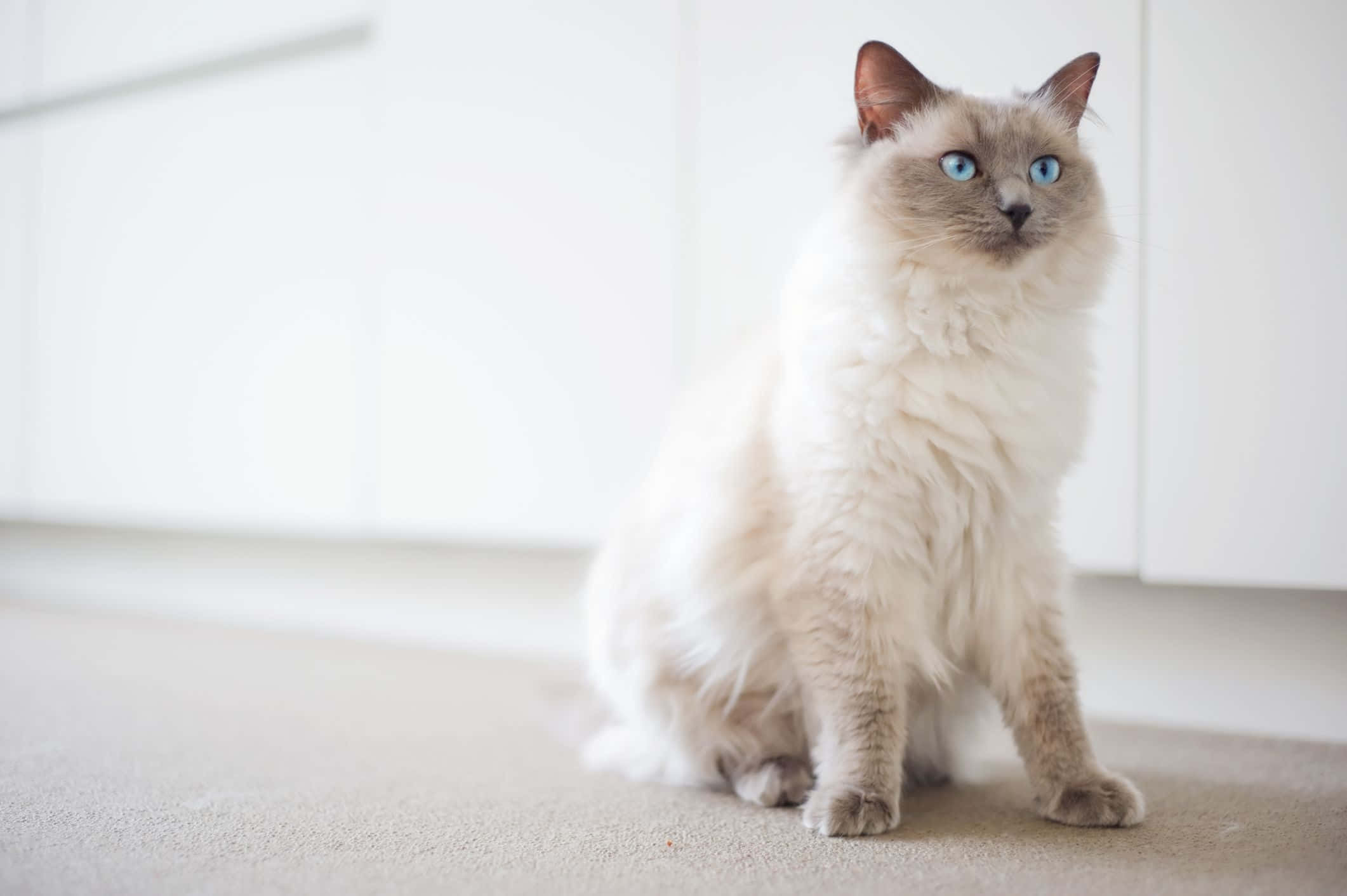 Beautiful Cats 桌布 壁紙 — 一隻毛茸茸的奶油色貓咪，有著引人注目的藍色眼睛，警覺地坐在米色地毯上，背景是明亮的白色。