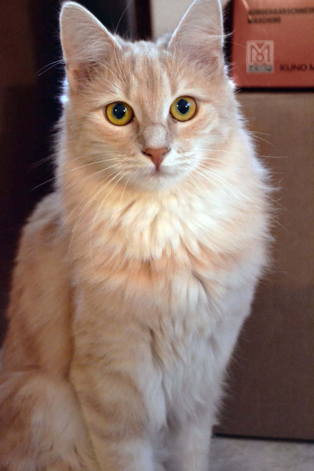 Turkish Angora 桌布 壁紙 — 一隻毛茸茸的奶油色貓咪，有著明亮的黃色眼睛，在舒適的室內環境中專注地凝視著相機。