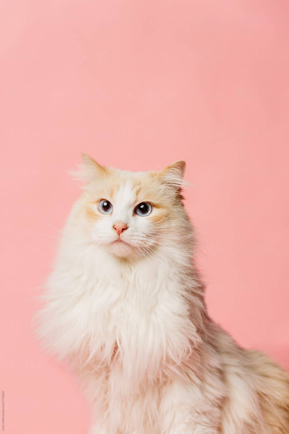 Pink Cat 桌布 壁紙 — 一隻毛茸茸的奶油色貓咪，睜著大大的藍色眼睛，向上凝視著純淨柔和的粉紅色背景。