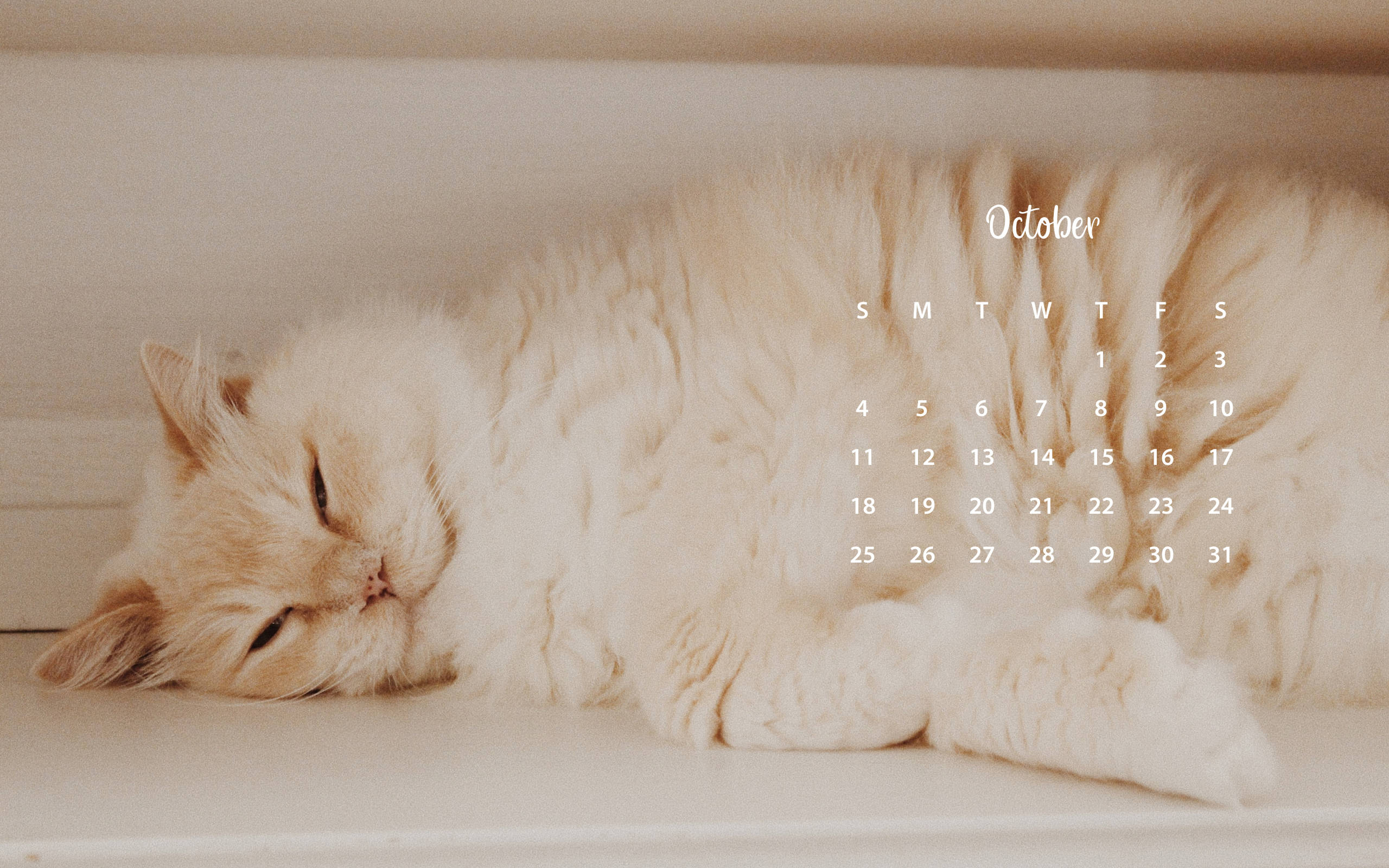 2021 Calendar 桌布 壁紙 — 一隻毛茸茸的奶油色貓咪在白色架子上安詳地睡覺，十月日曆疊加在圖像上。