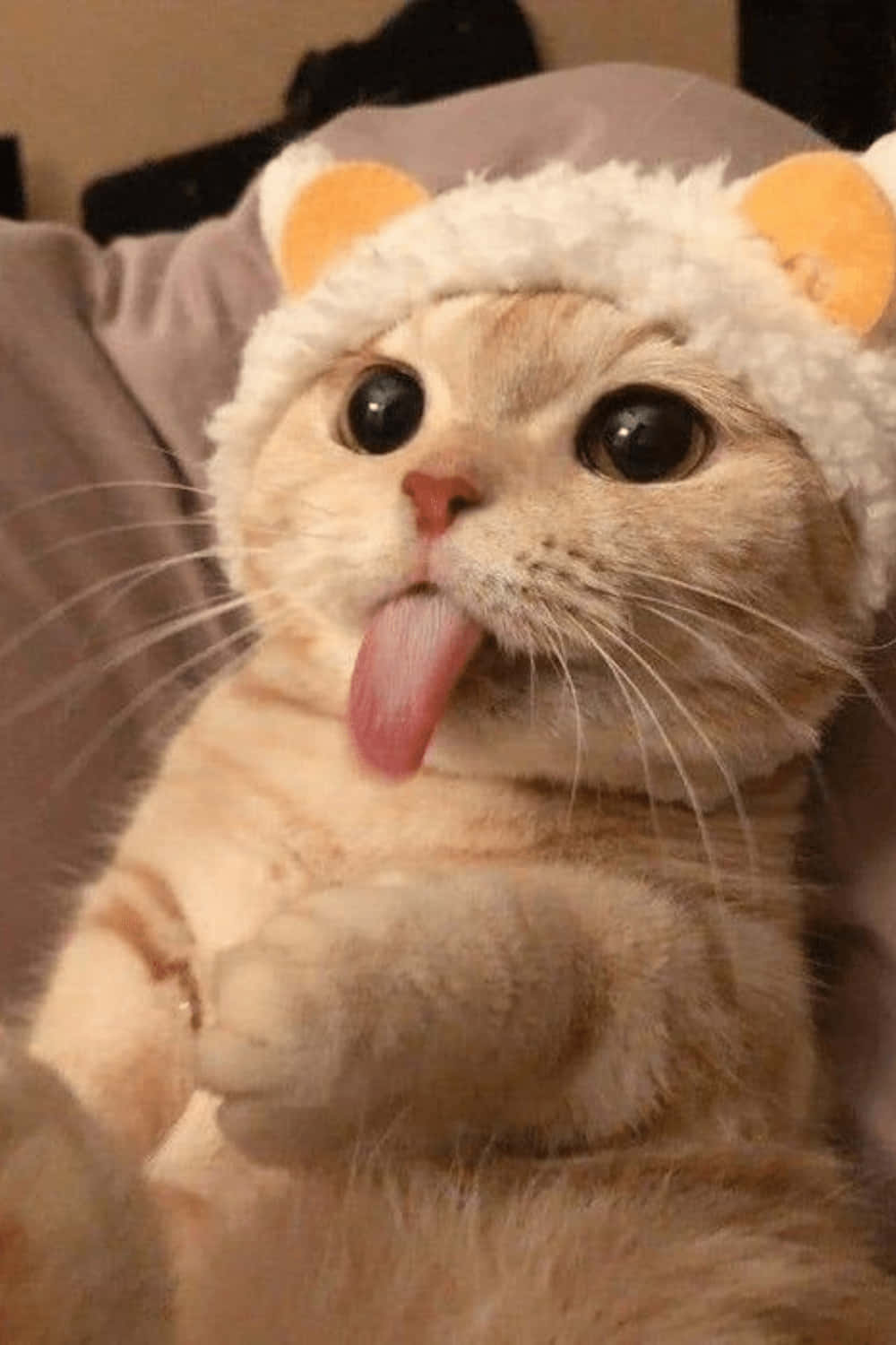 sticking tongue out 桌布 壁紙 — 一隻毛茸茸的奶油色貓咪戴著白色毛帽，帽上有橙色耳朵，對著鏡頭伸出粉紅色舌頭。