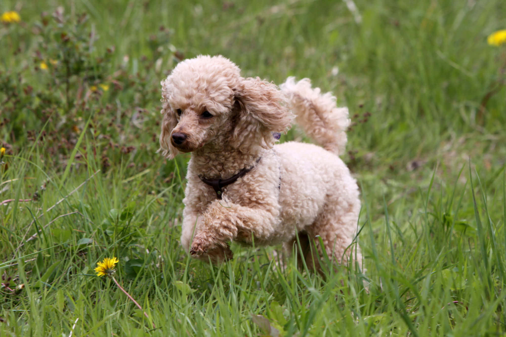 Poodle 桌布 壁紙 — 一隻毛茸茸的奶油色貴賓犬在點綴著黃色蒲公英的鮮綠色草地上奔跑。