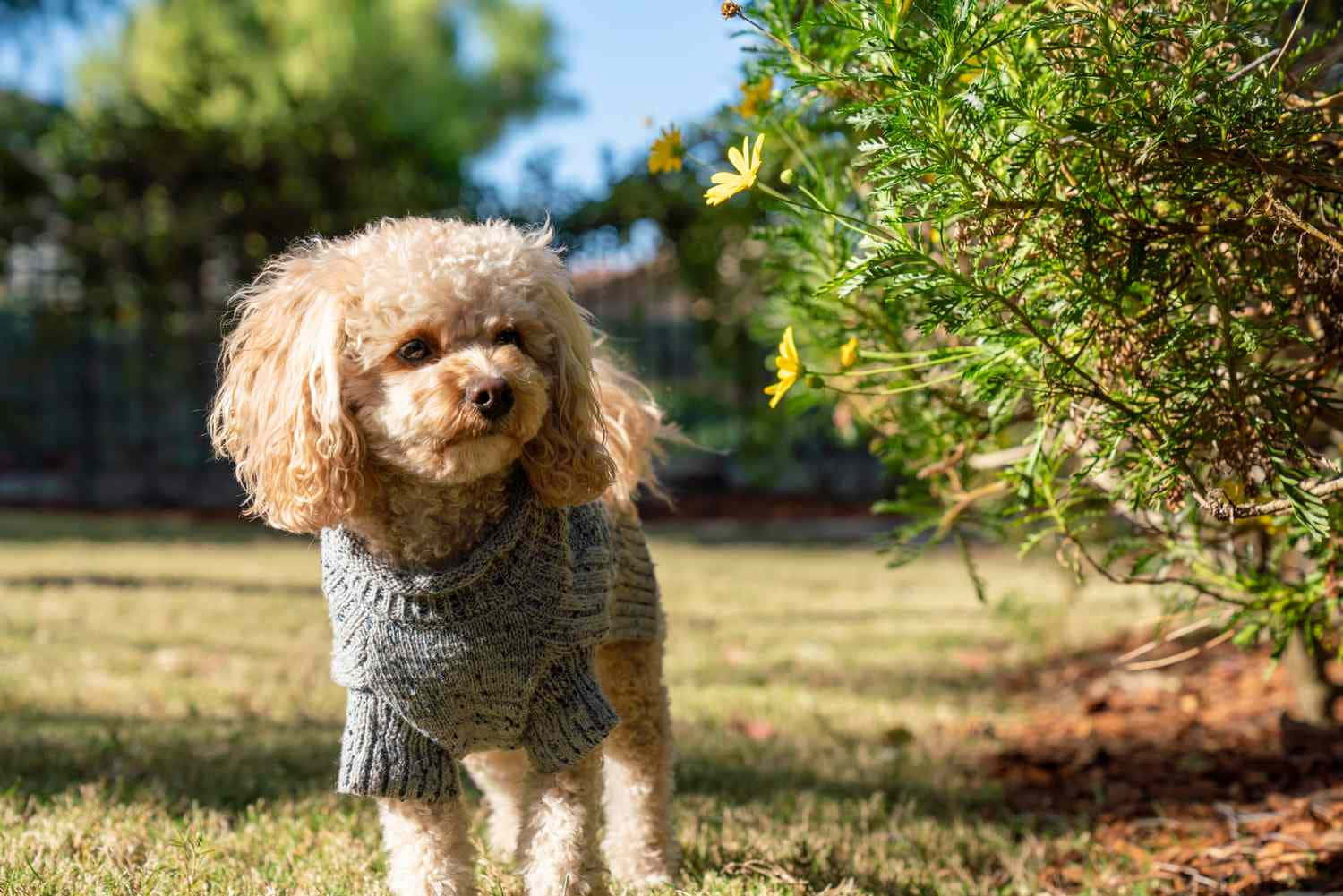 Dogs 桌布 壁紙 — 一隻毛茸茸的奶油色貴賓狗穿著灰色針織毛衣，站在草地上，旁邊是開著黃色花朵的灌木叢，沐浴在明亮的陽光下。