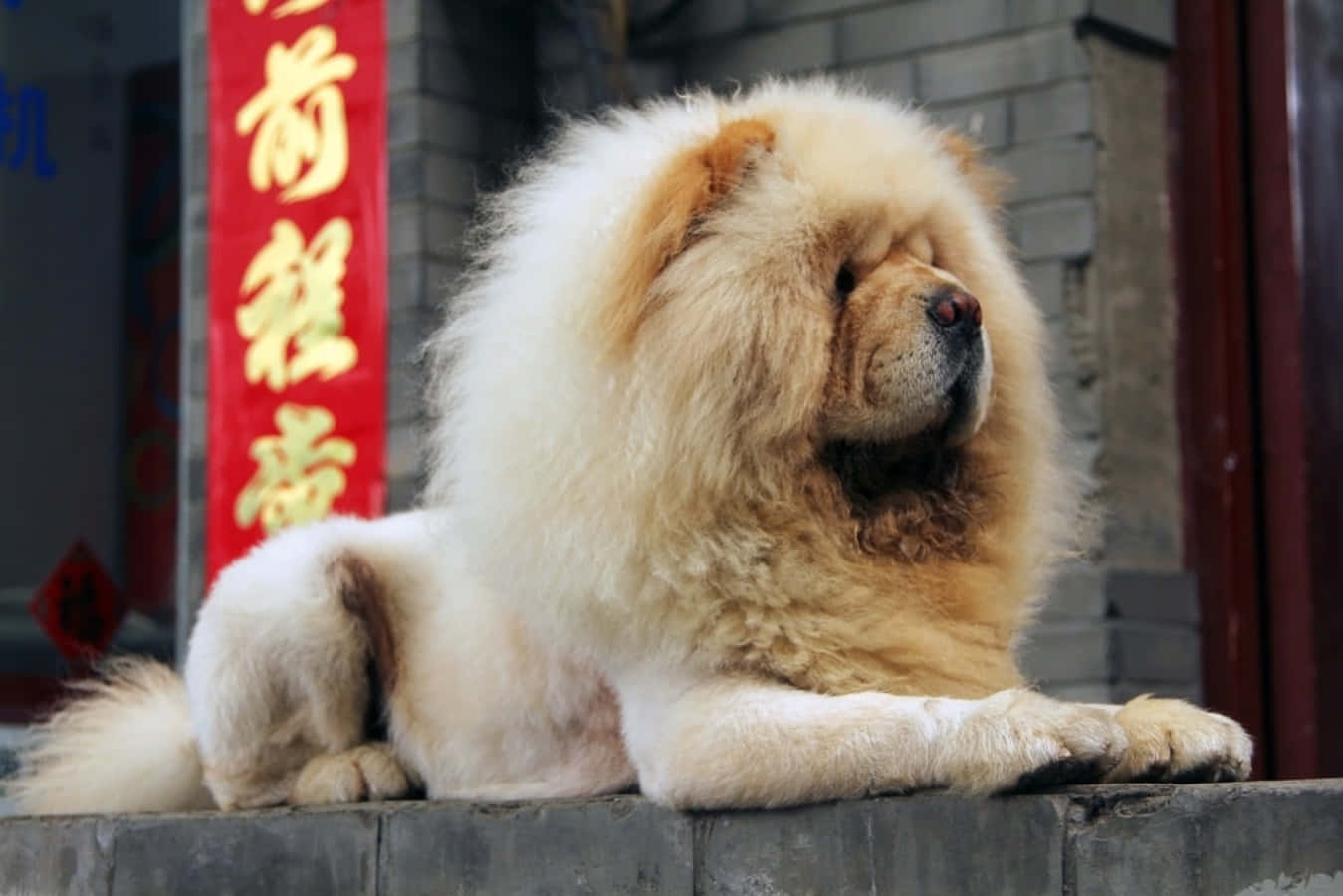 狗 桌布 壁紙 — 一隻毛茸茸的奶油色鬆獅犬威風凜凜地躺在紅色中國橫幅旁的石台上。
