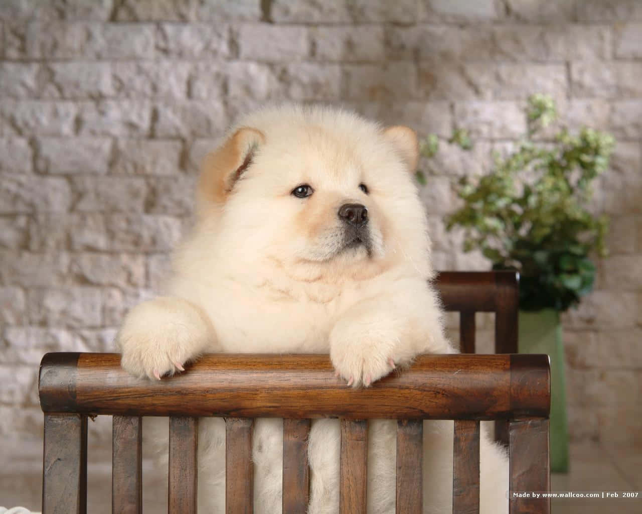 Chow Chow 桌布 壁紙 — 一隻毛茸茸的奶油色鬆獅犬寶寶可愛地坐在木椅上，背景是石牆，附近有綠色植物。