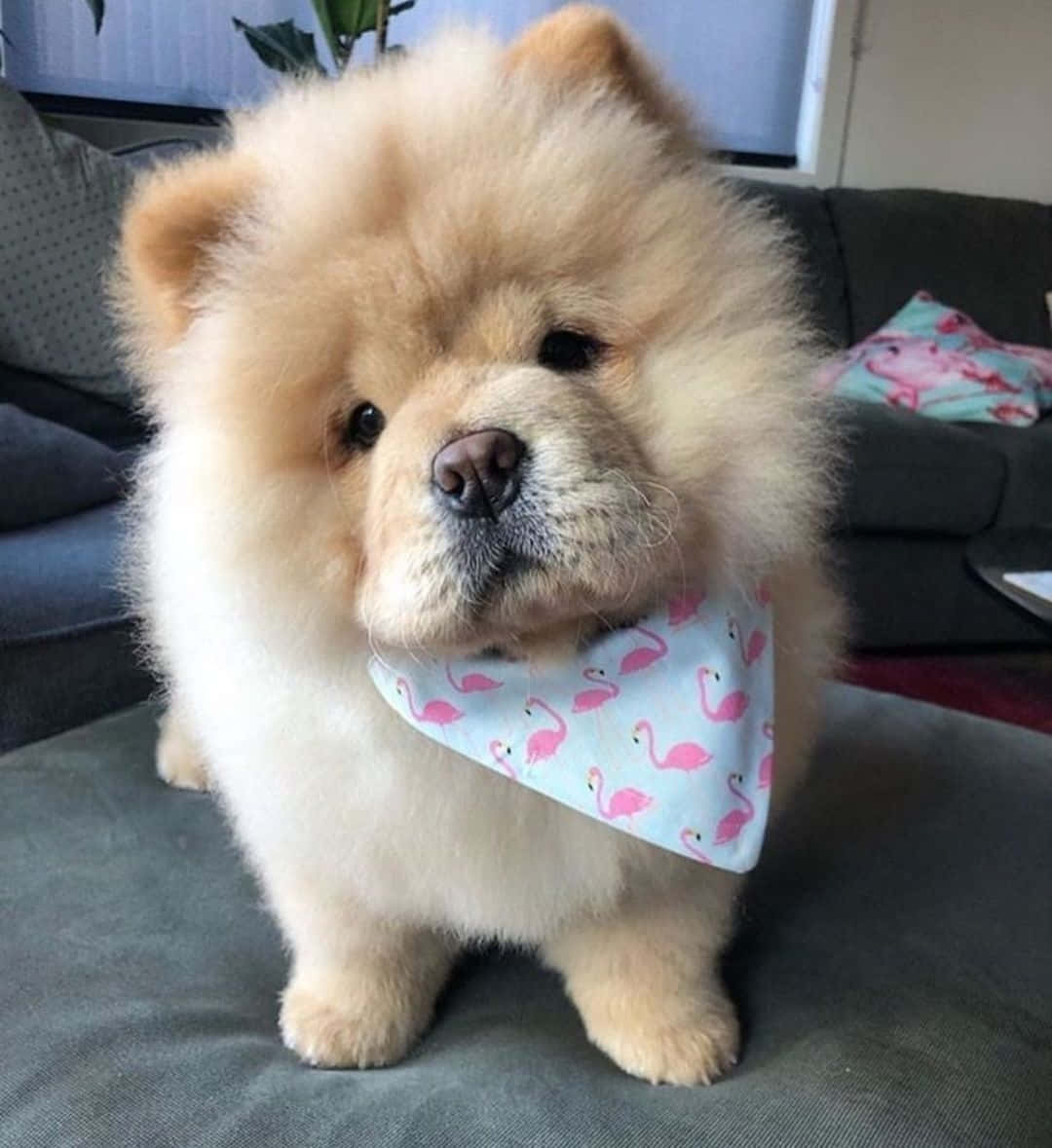 Adorable Puppy 桌布 壁紙 — 一隻毛茸茸的奶油色鬆獅犬幼犬，戴著粉紅色火鶴圖案頭巾，坐在灰色沙發上，直視鏡頭。