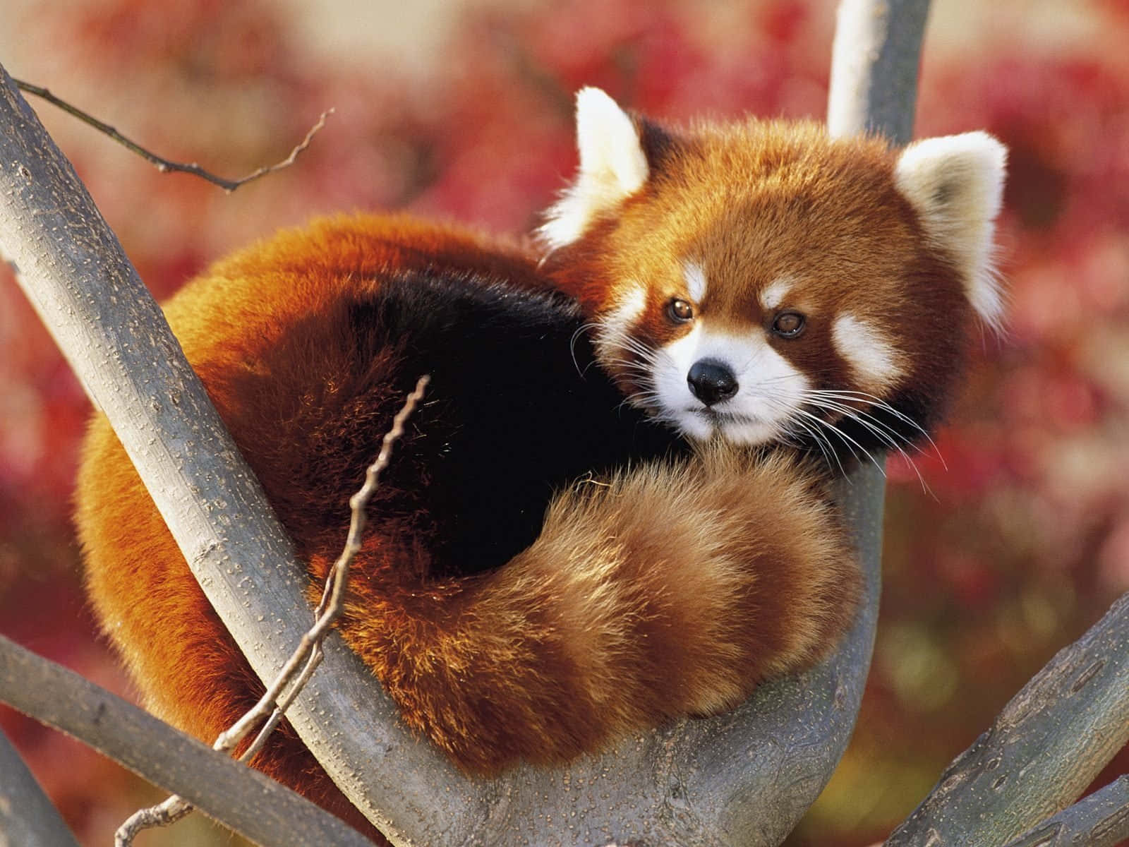 Red Panda 桌布 壁紙 — 一隻毛茸茸的小熊貓在樹枝上蜷縮身體，背景是充滿活力的秋葉。