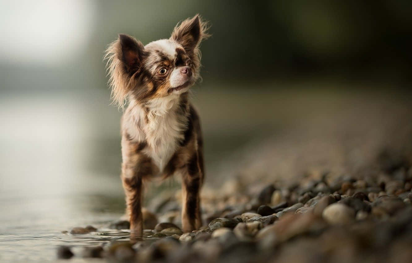 Chihuahua Dog 桌布 壁紙 — 一隻毛茸茸的小狗，有棕色和白色的毛，警覺地站在卵石岸邊的淺水中。
