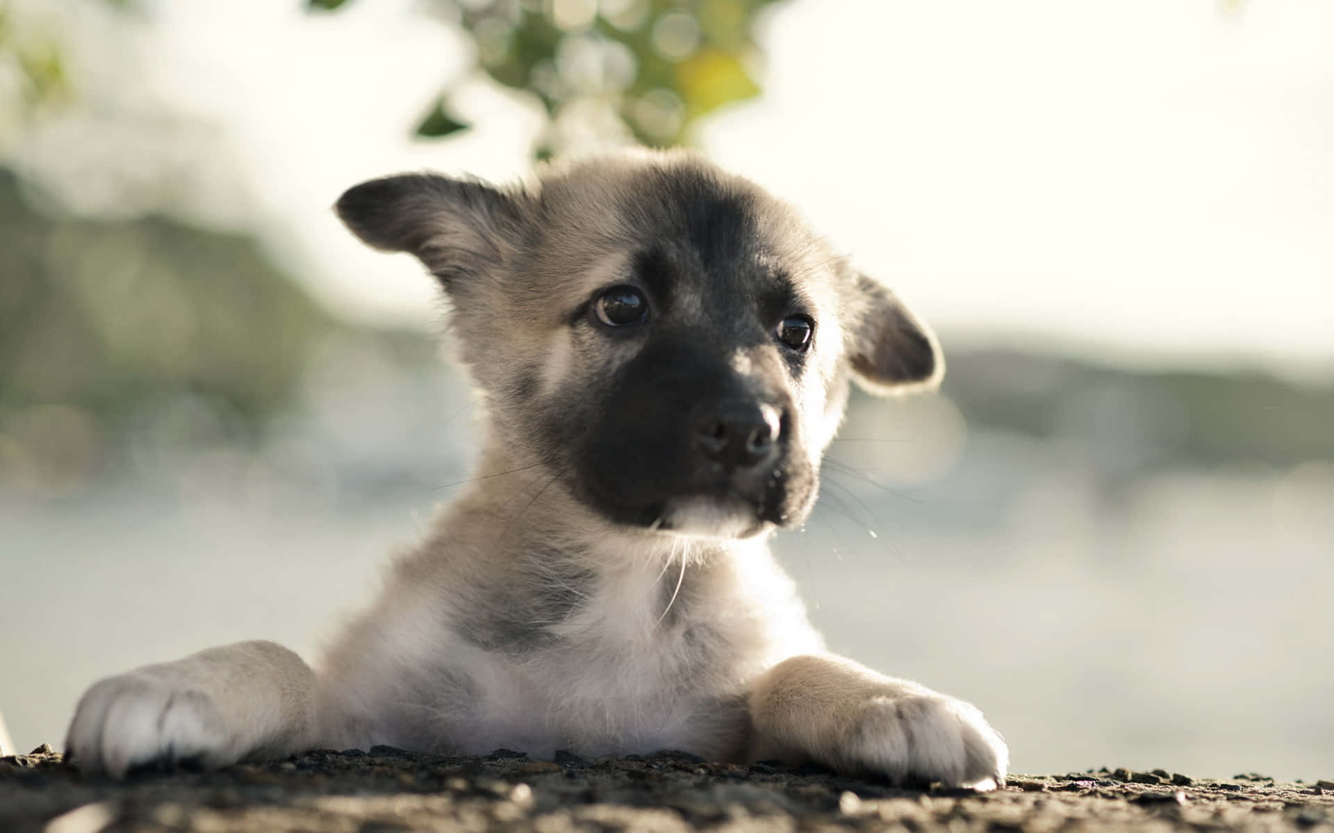 德國狼犬 桌布 壁紙 — 一隻毛茸茸的小狗，有著深色眼睛和黑色鼻子，躺在礫石上休息，在柔和自然光下好奇地凝視著相機。