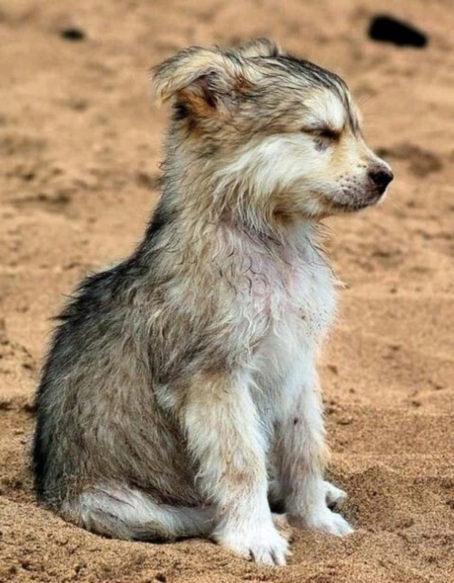 Wolf Pup 桌布 壁紙 — 一隻毛茸茸的小狗，濕漉漉的毛，獨自坐在沙地上，看起來沉思又疲憊。