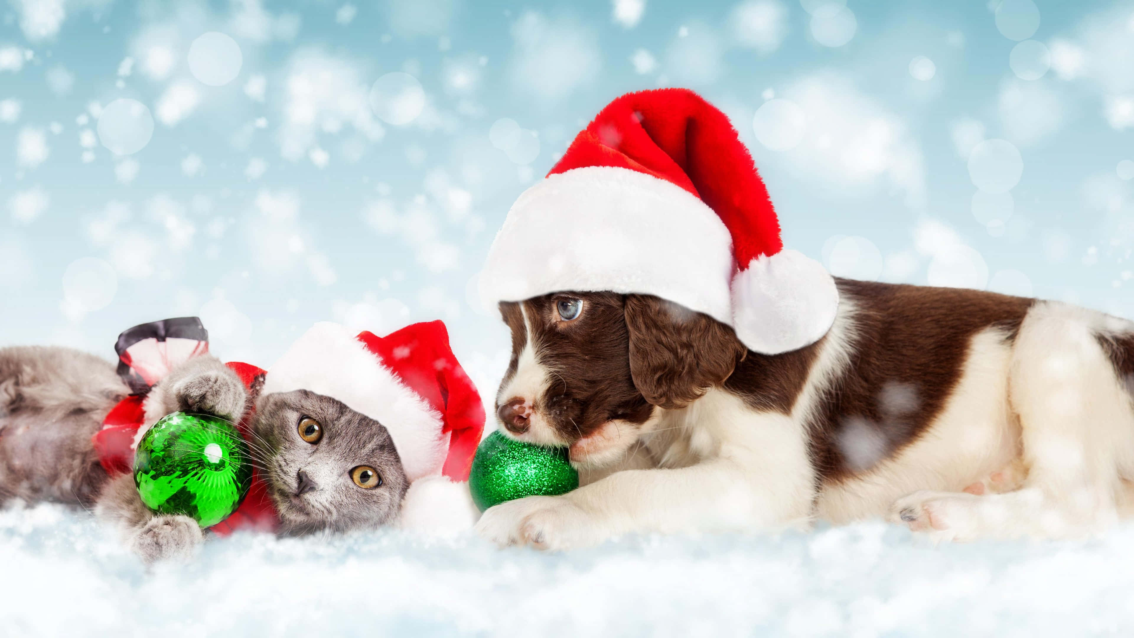 Kitten And Puppy 桌布 壁紙 — 一隻毛茸茸的小狗和一隻灰色的貓戴著聖誕帽，在雪景中玩綠色裝飾品。