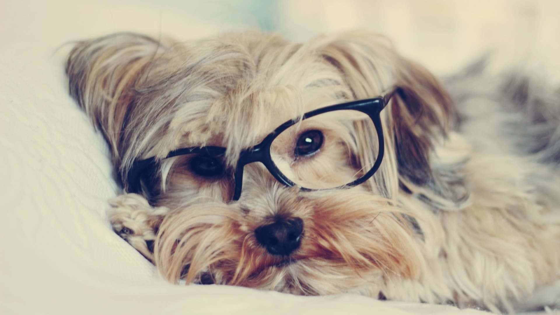 Teacup Yorkie 桌布 壁紙 — 一隻毛茸茸的小狗戴著黑框眼鏡，將頭靠在柔軟的白色表面上，帶有溫暖的復古色調。