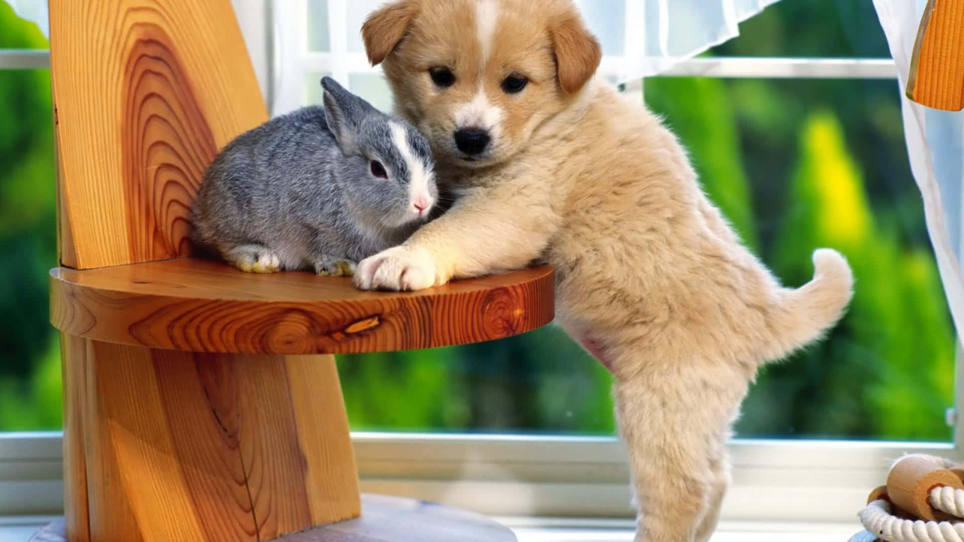 寵物動圖 桌布 壁紙 — 一隻毛茸茸的小狗輕輕地用鼻子蹭著一隻坐在明亮窗邊木椅上的灰色兔子。