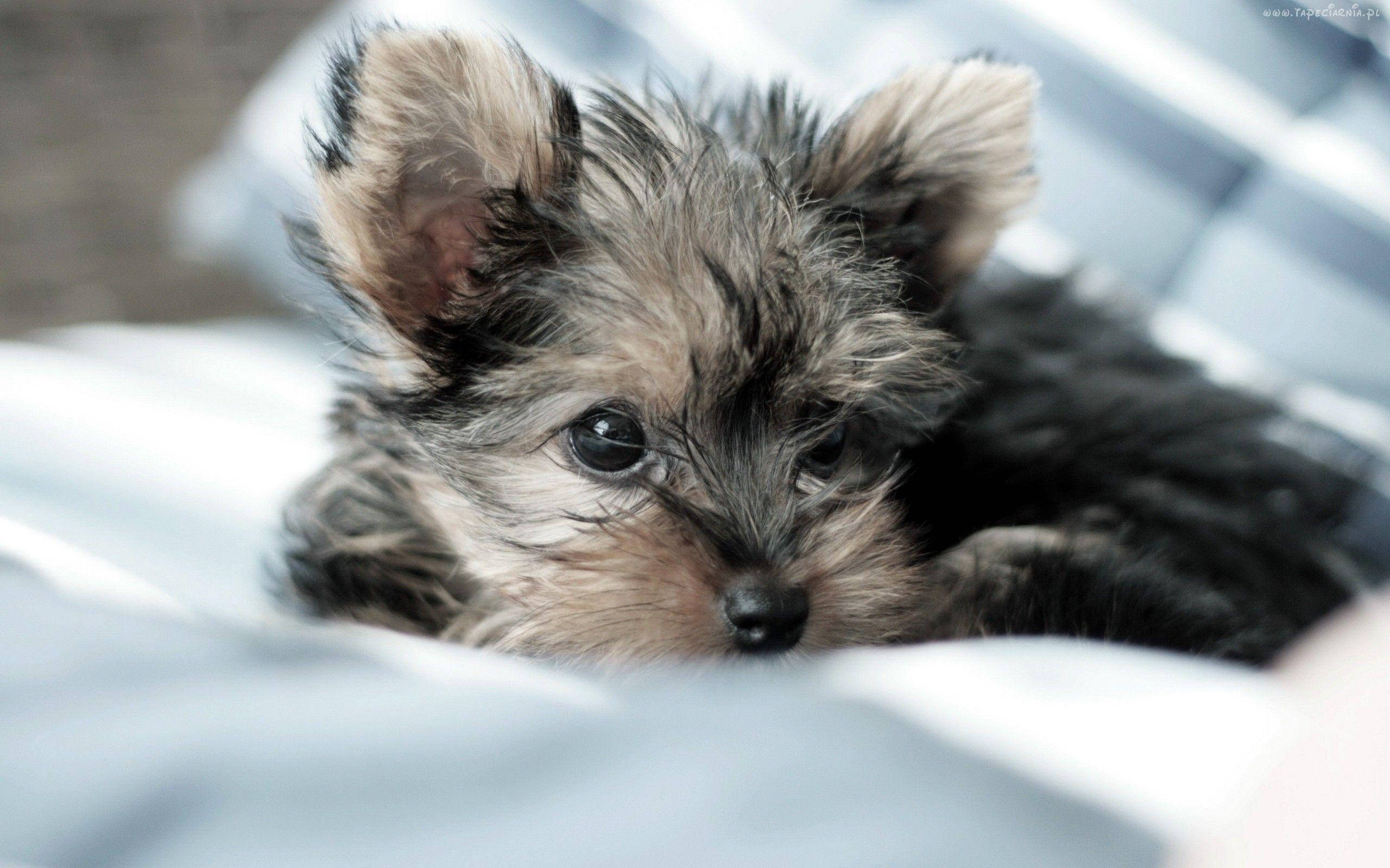 yorkie 桌布 壁紙 — 一隻毛茸茸的小約克夏梗幼犬，有著大大的黑色眼睛，在柔軟的藍白格紋毯子上安詳地休息。