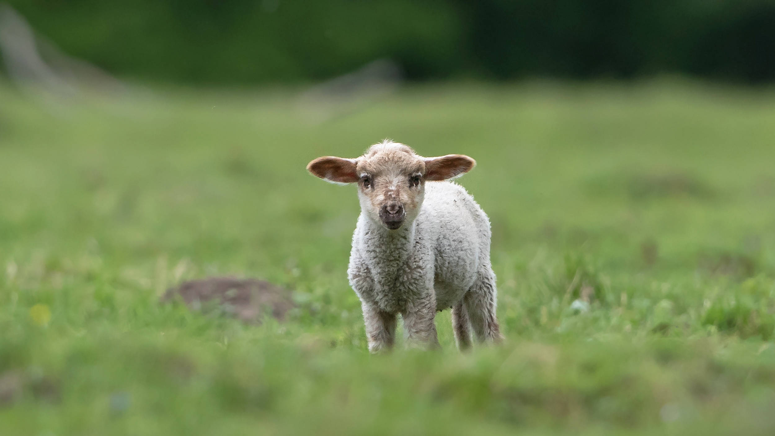 Sheep 桌布 壁紙 — 一隻毛茸茸的小羊在陽光明媚的綠色草地上警覺地站著，背景柔和模糊。