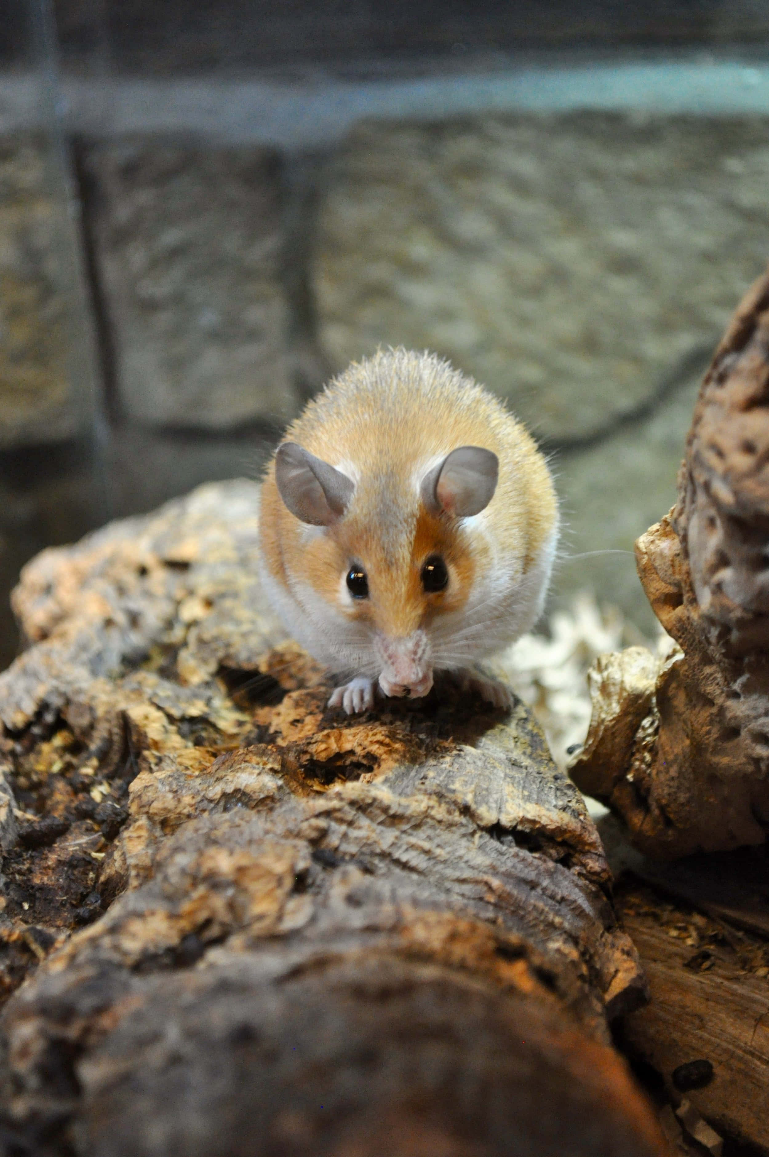 Mouse 桌布 壁紙 — 一隻毛茸茸的小老鼠，有棕色和白色的毛，好奇地棲息在一個自然風格圍欄內的粗糙有紋理的原木上。