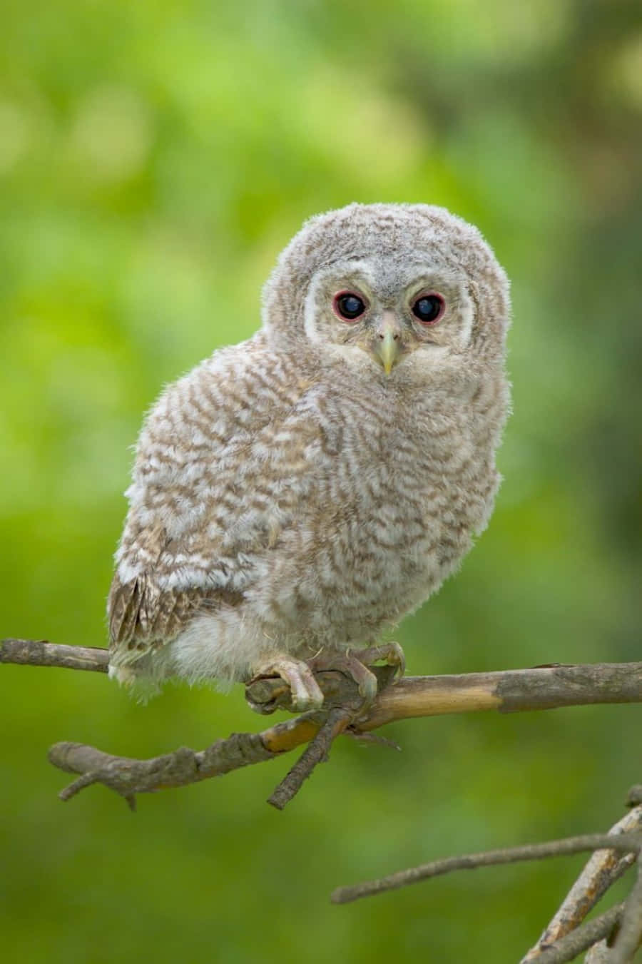Baby Owl 桌布 壁紙 — 一隻毛茸茸的小貓頭鷹，有著一雙又大又黑的眼睛，警覺地棲息在一根細長的樹枝上，背景是柔和的綠色模糊森林。