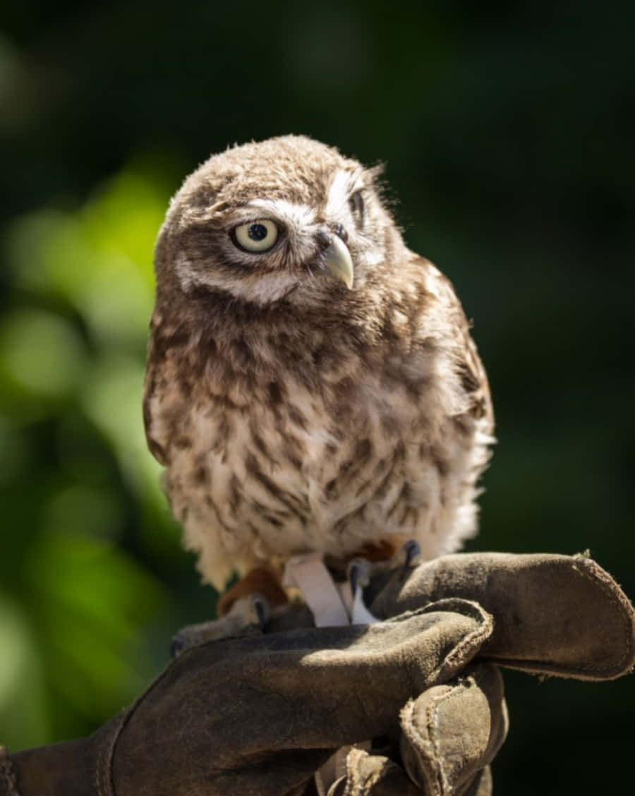 Baby Owl 桌布 壁紙 — 一隻毛茸茸的小貓頭鷹，有著明亮的黃色眼睛，警覺地棲息在一隻戴著手套的手上，背景是柔和的綠色模糊效果。