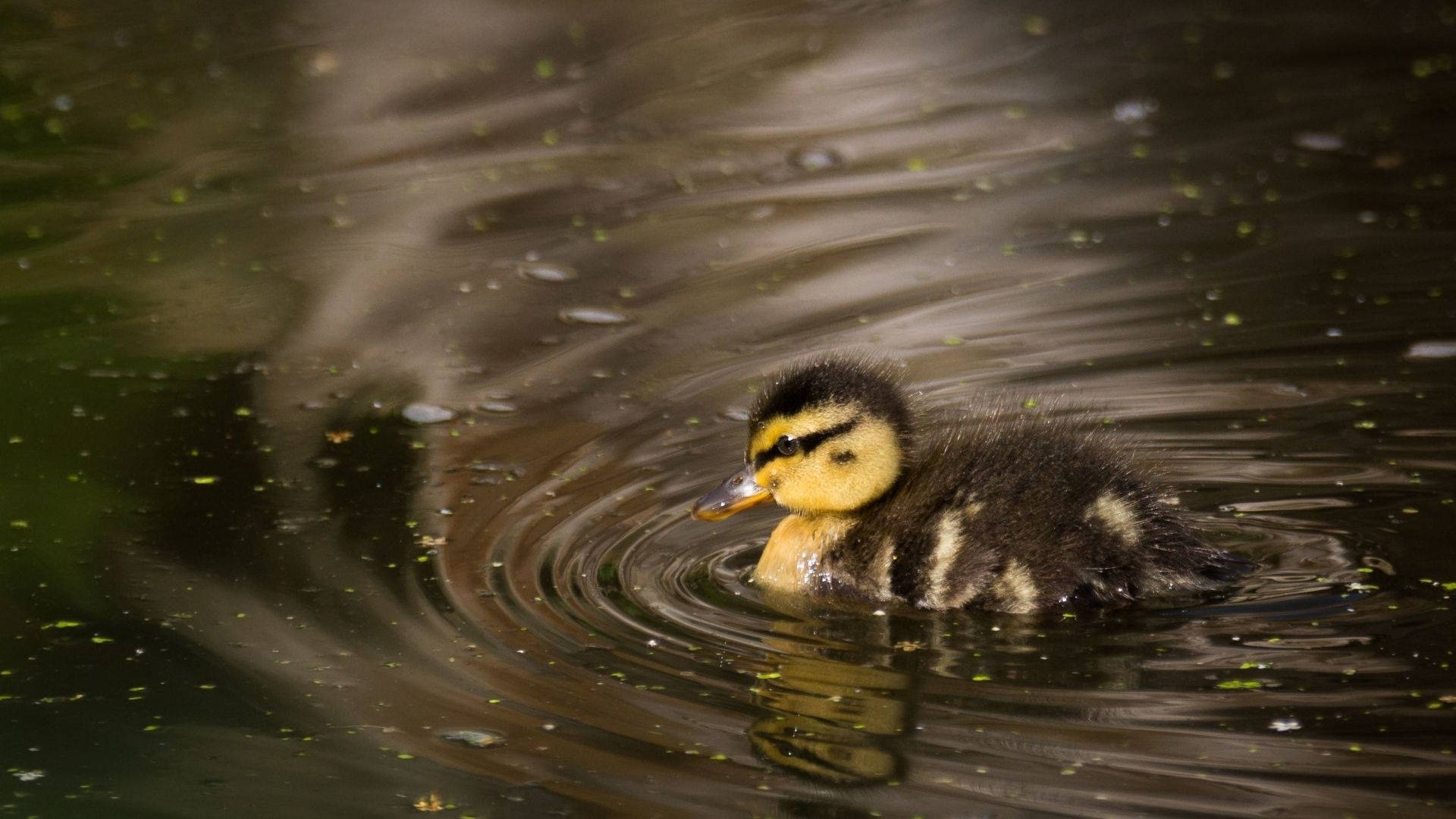 Baby Duck 桌布 壁紙 — 一隻毛茸茸的小鴨，黃色臉龐和黑色條紋，在平靜的水面上游泳，激起輕柔的漣漪。