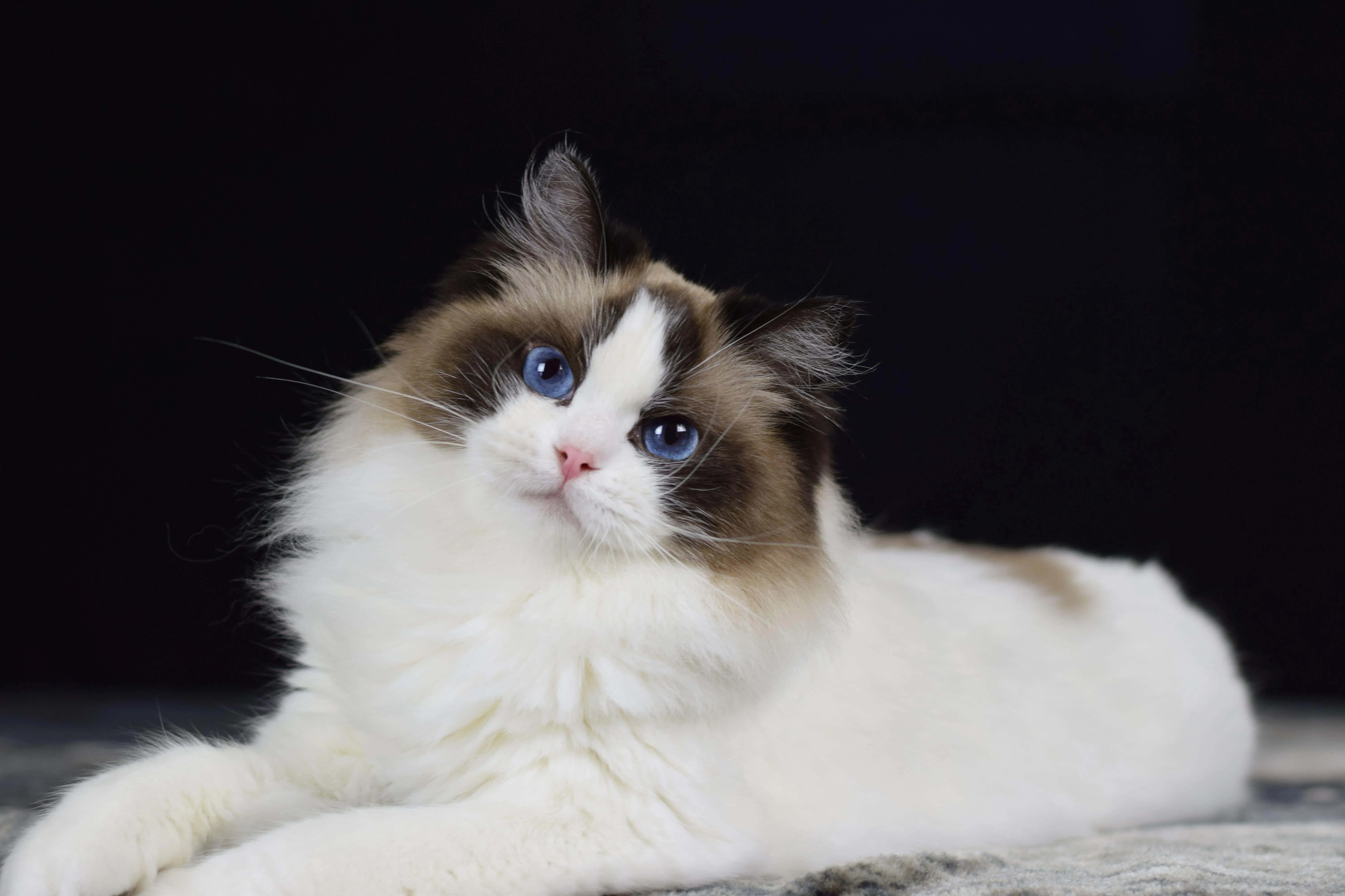 Ragdoll 桌布 壁紙 — 一隻毛茸茸的布偶貓，擁有引人注目的藍色眼睛和白色毛髮，優雅地躺在深色背景上。
