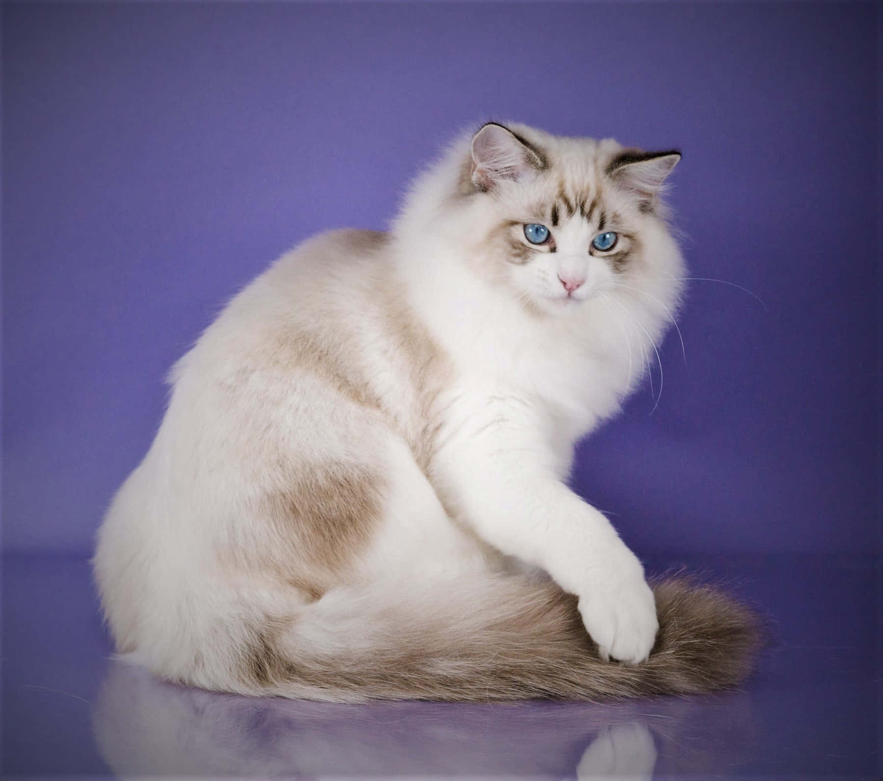 Ragdoll 桌布 壁紙 — 一隻毛茸茸的布偶貓，擁有引人注目的藍色眼睛，優雅地坐在純紫色背景前，其白色和米色的毛髮形成美麗的對比。