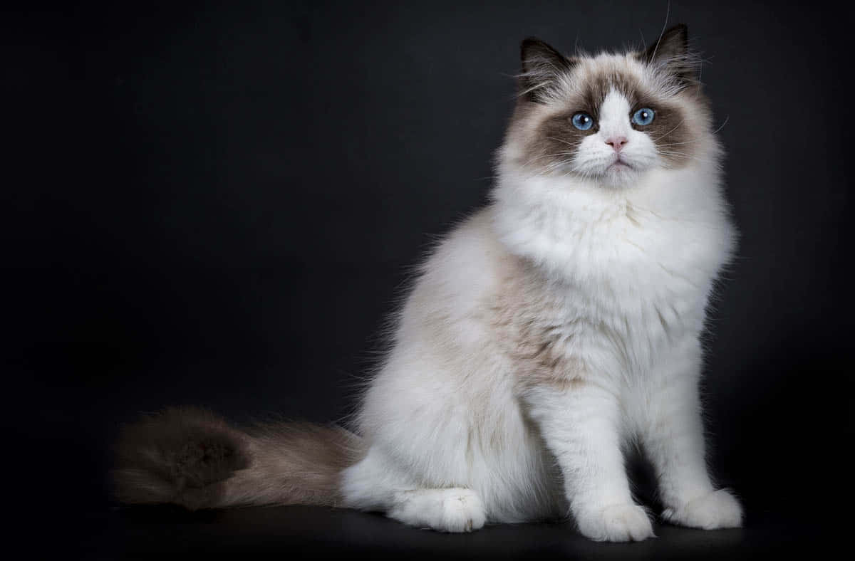 Ragdoll 桌布 壁紙 — 一隻毛茸茸的布偶貓，擁有引人注目的藍色眼睛，端坐在純黑背景前。
