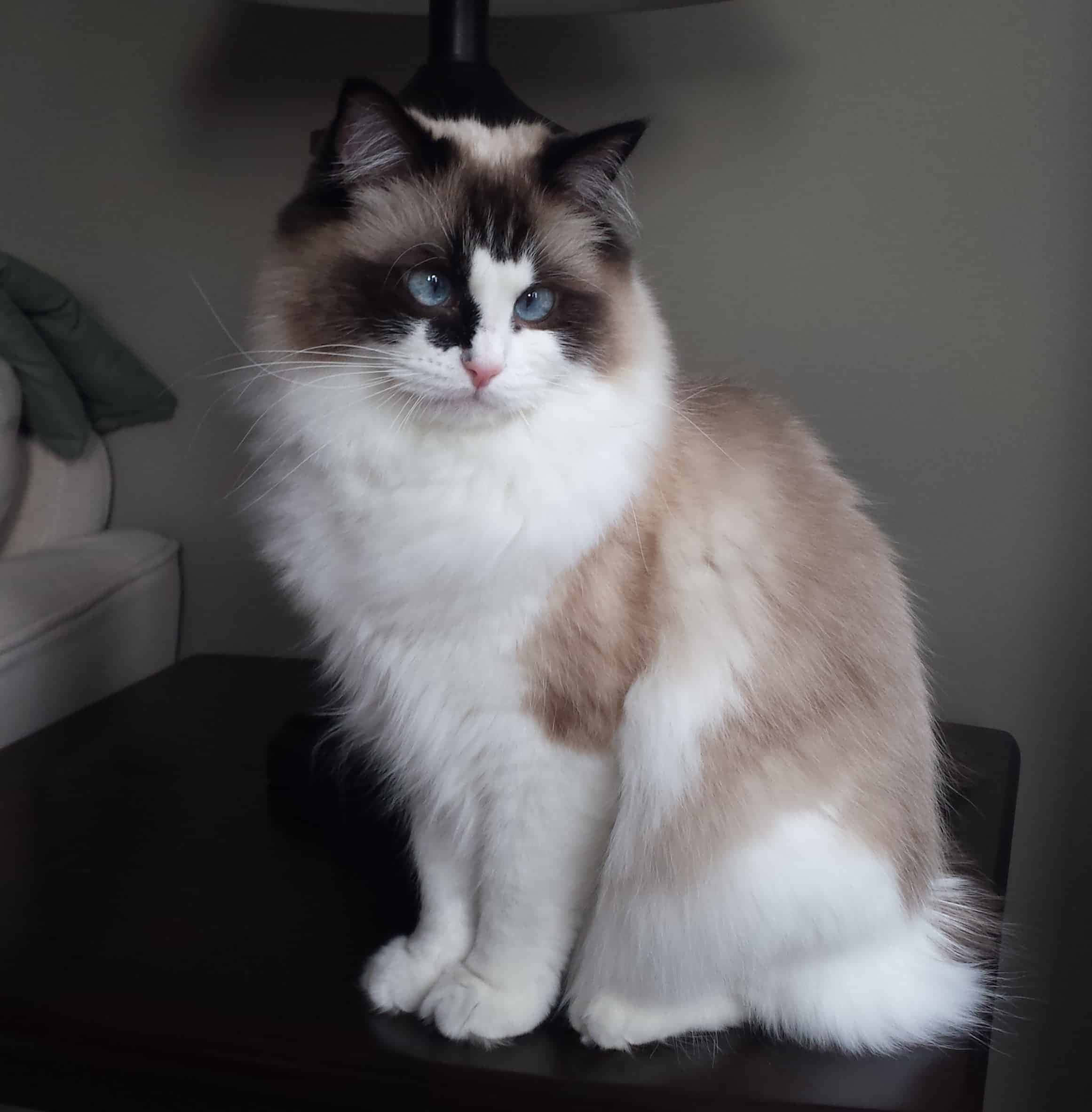 Ragdoll 桌布 壁紙 — 一隻毛茸茸的布偶貓，擁有引人注目的藍色眼睛，威風凜凜地坐在光線柔和的房間裡的深色木桌上。