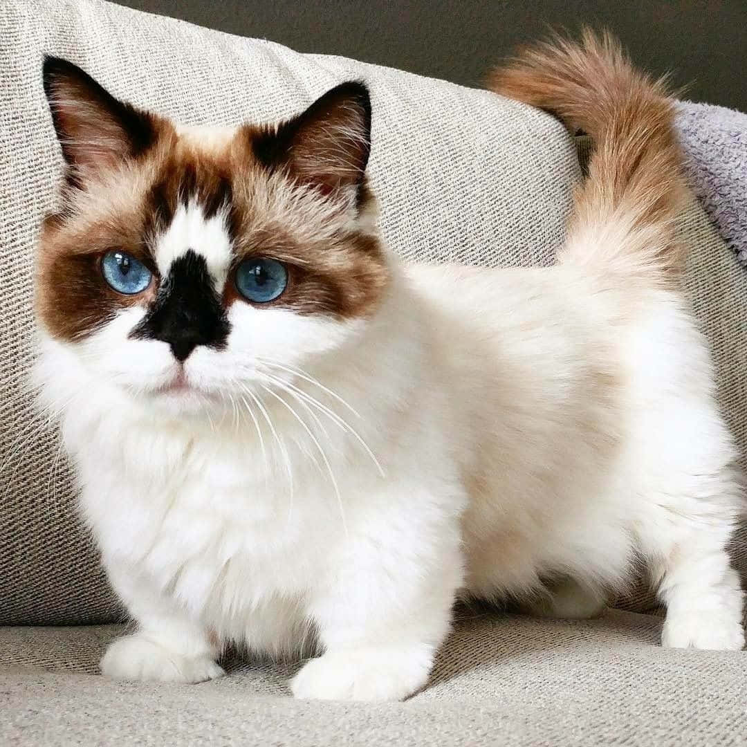 Munchkin Cat 桌布 壁紙 — 一隻毛茸茸的布偶貓，擁有引人注目的藍色眼睛和白色毛髮，威嚴地坐在一張有紋理的米色沙發上。