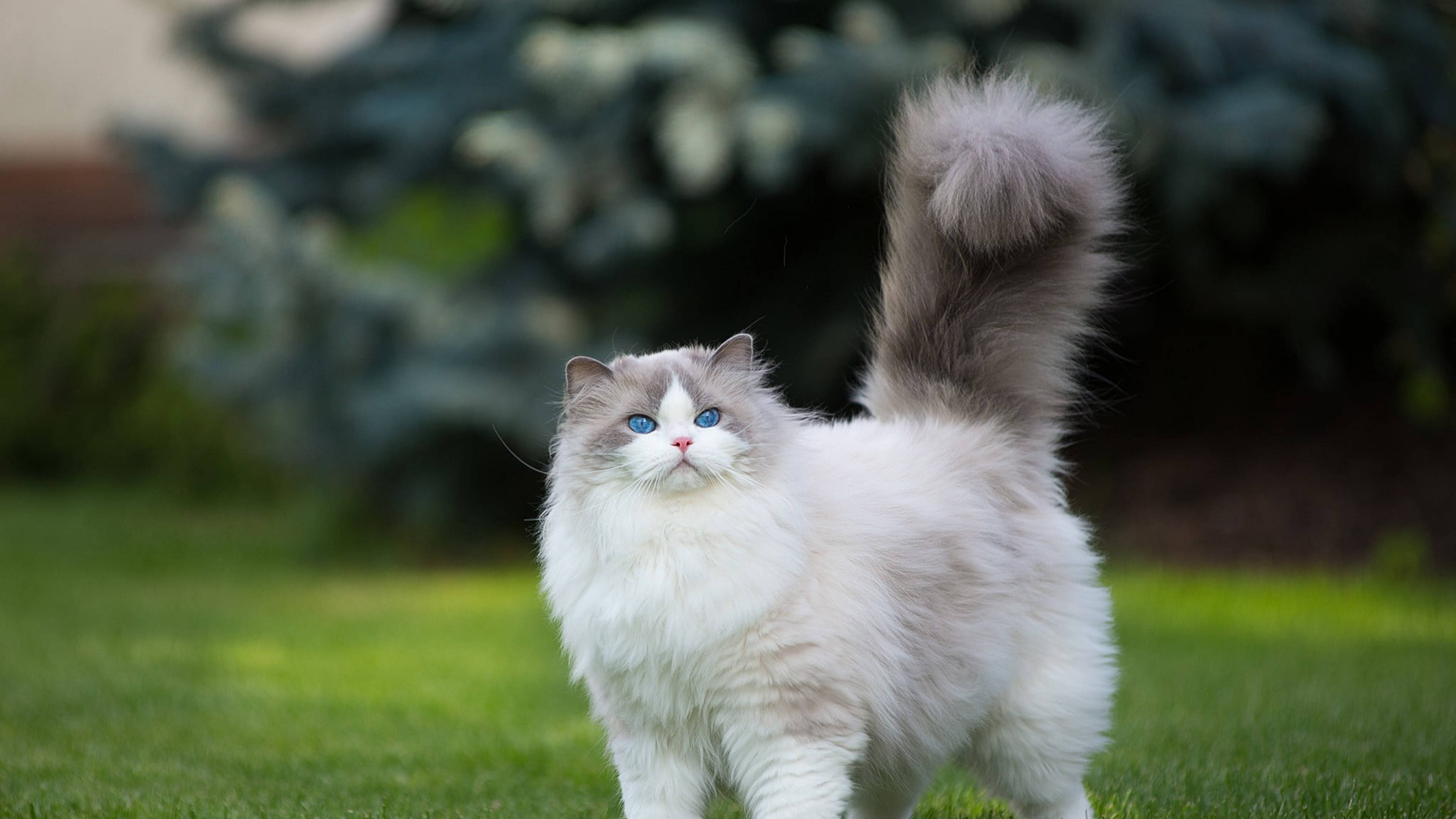 Cute Cat HD 桌布 壁紙 — 一隻毛茸茸的布偶貓，藍色眼睛，尾巴翹起，警覺地站在鮮綠色的草地上。