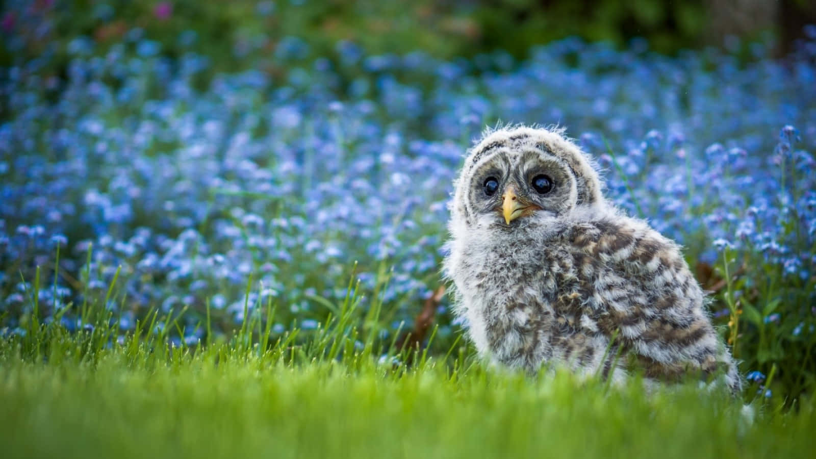 Baby Owl 桌布 壁紙 — 一隻毛茸茸的年輕貓頭鷹，有著寬大的深色眼睛，警覺地坐在充滿活力的綠草中，周圍是柔軟的藍色勿忘我花田。