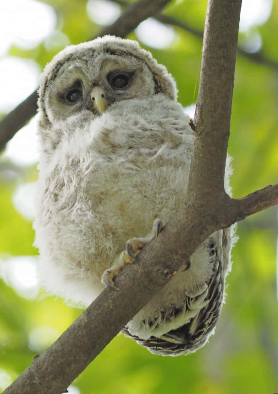Baby Owl 桌布 壁紙 — 一隻毛茸茸的年輕貓頭鷹棲息在樹枝上，背景有柔和的綠色葉片模糊了。
