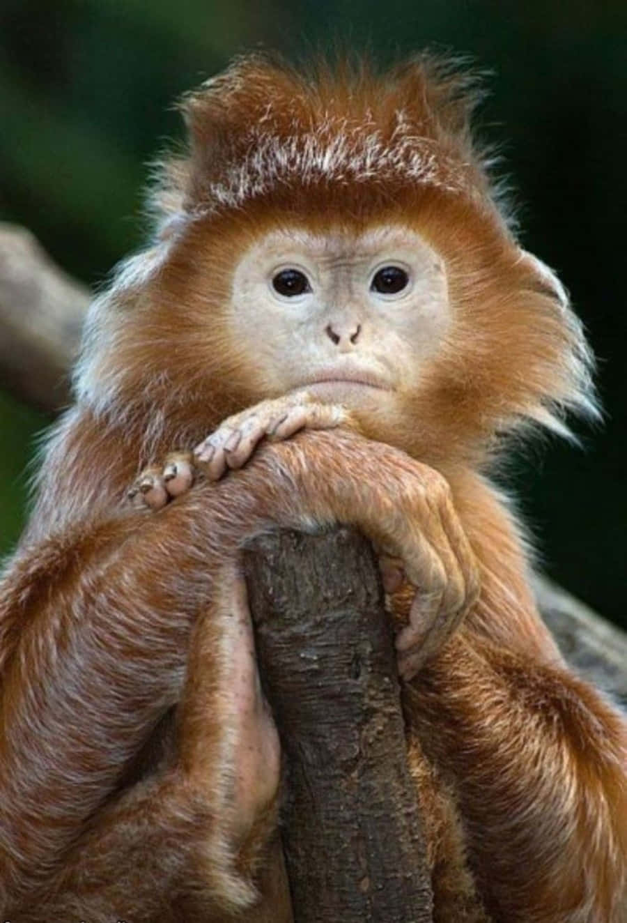 Monkey Funny 桌布 壁紙 — 一隻毛茸茸的年輕金色猴子在森林中將下巴擱在樹枝上的特寫。