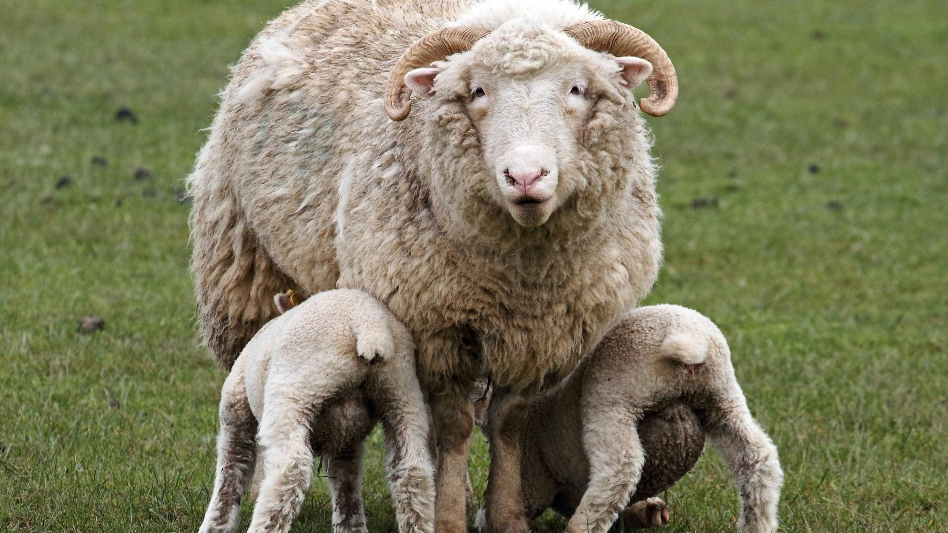 farm animals 桌布 壁紙 — 一隻毛茸茸的成年公羊帶著彎曲的角站在草地上，兩隻小羊在他身邊吃奶。