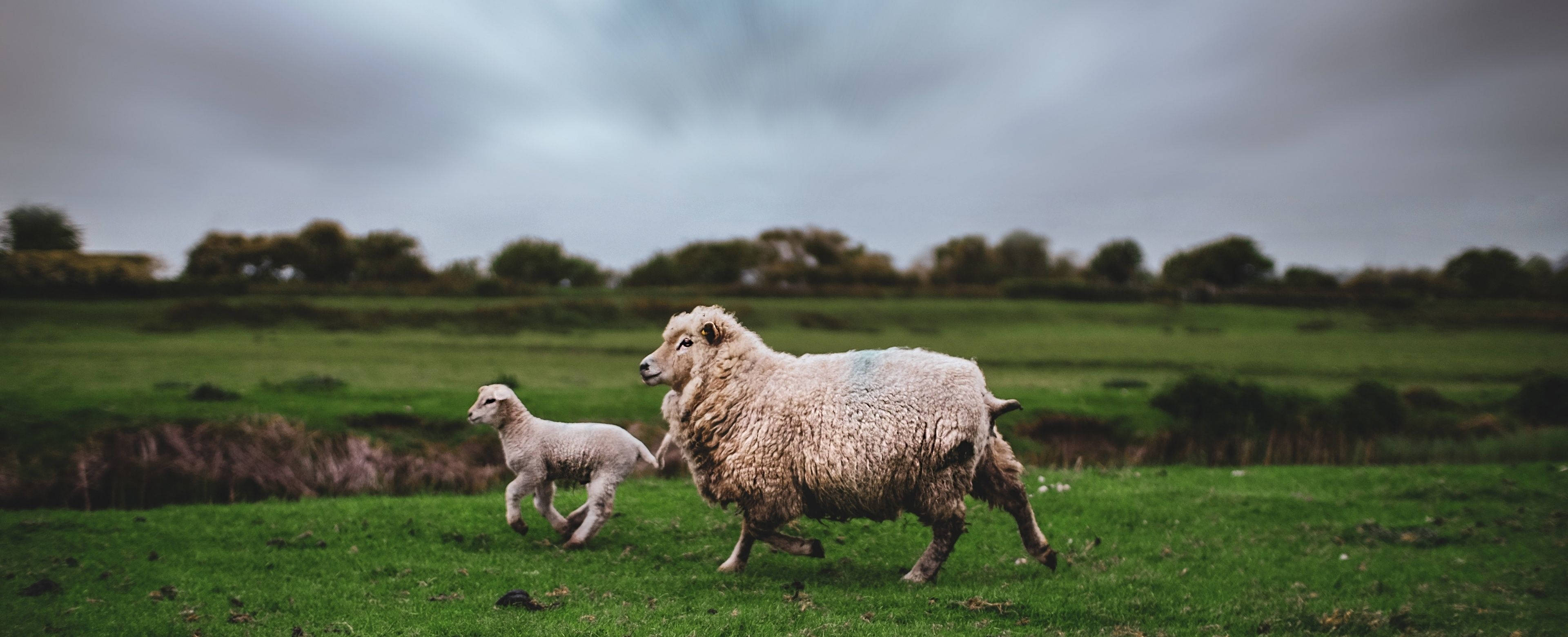 farm animals 桌布 壁紙 — 一隻毛茸茸的成年綿羊和牠的羊羔在陰沉多雲的天空下，穿過茂密的綠色牧場奔跑。