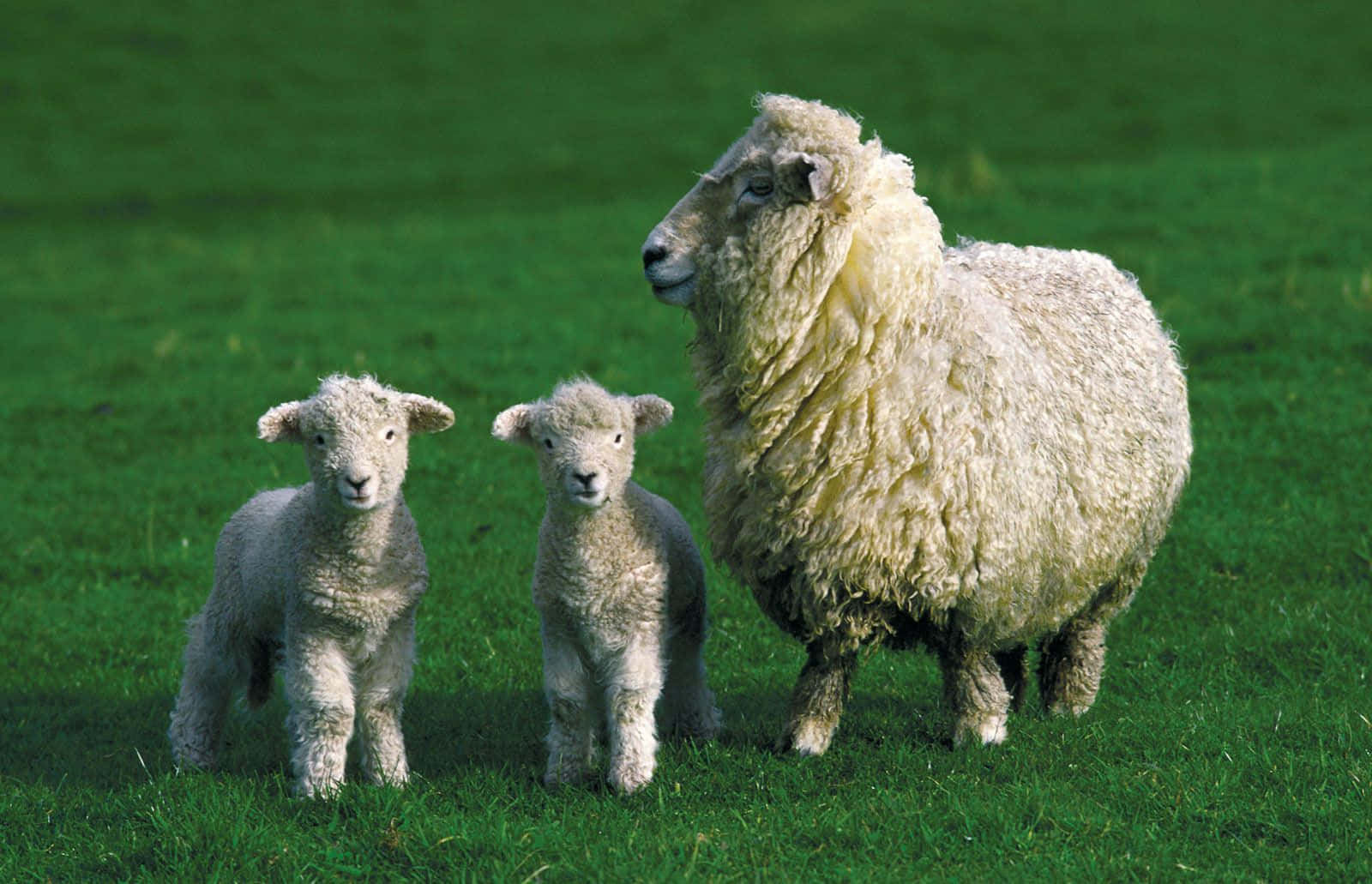 Lamb 桌布 壁紙 — 一隻毛茸茸的成年綿羊在明亮的陽光下，保護性地站在兩隻好奇的小羊旁邊，背景是充滿活力的綠色牧場。