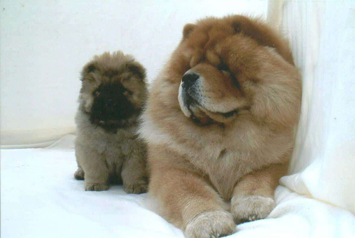 Chow Chow 桌布 壁紙 — 一隻毛茸茸的成年鬆獅犬和一隻較小的幼犬坐在白色毛毯上，背景為純白色。