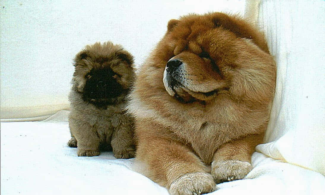 Chow Chow 桌布 壁紙 — 一隻毛茸茸的成年鬆獅犬和一隻較小的幼犬一起坐在白色毛毯上，背景簡潔。