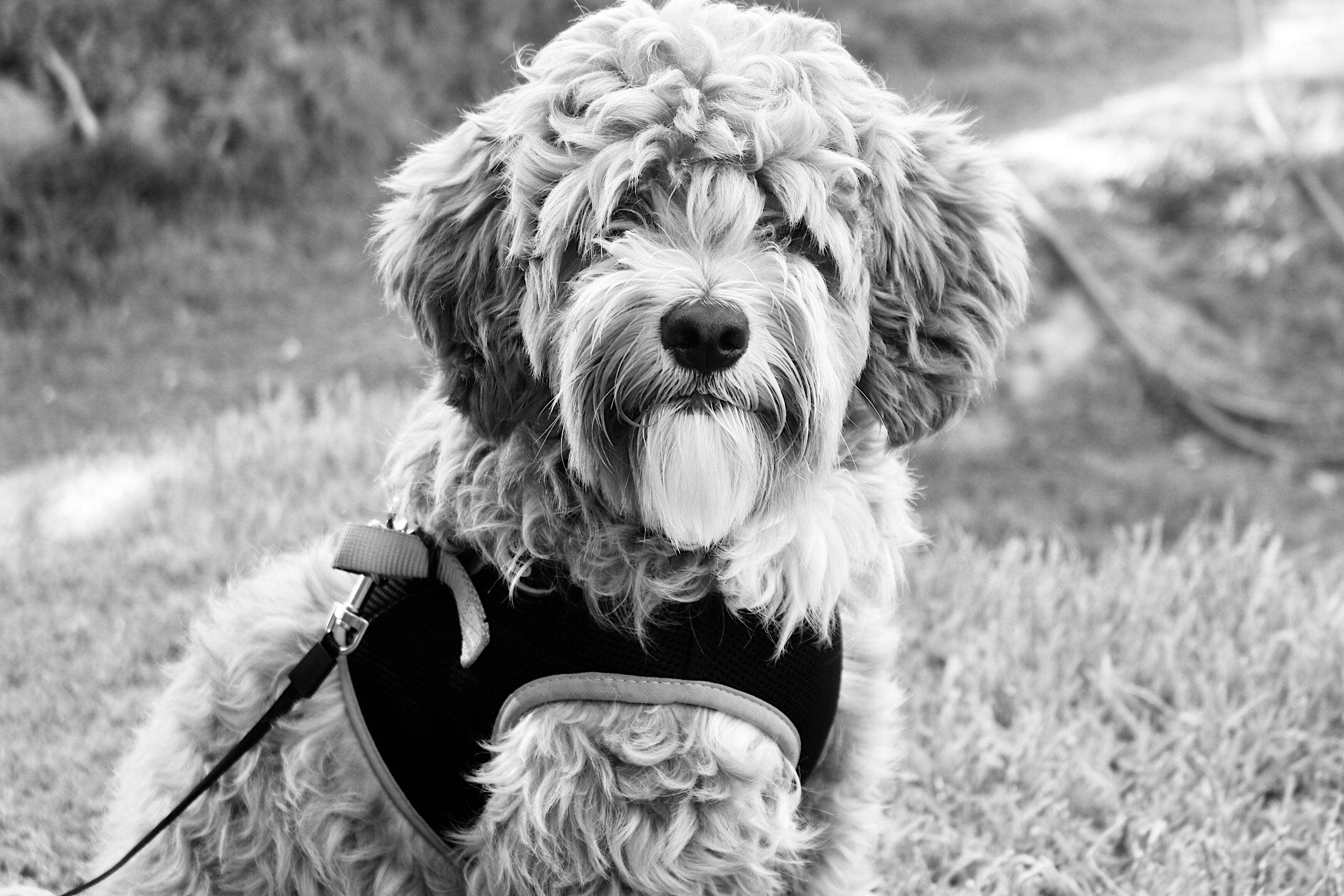 Cute Black And White 桌布 壁紙 — 一隻毛茸茸的捲毛狗在黑白照片中穿著胸背帶，專注地坐在草地上。