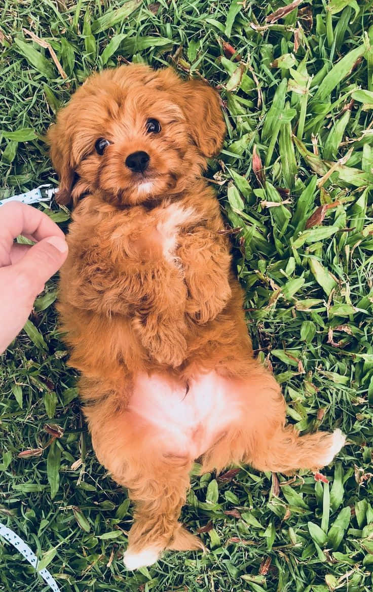 Adorable Puppy 桌布 壁紙 — 一隻毛茸茸的杏色小狗仰躺在鮮綠色的草地上，睜著大大的黑眼睛向上看，一隻手輕輕觸碰牠的身體側面。