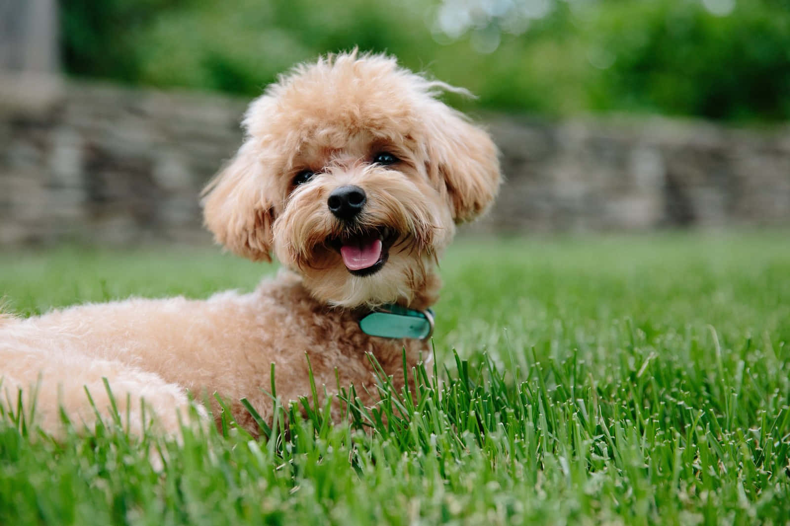 貴賓狗 桌布 壁紙 — 一隻毛茸茸的杏色貴賓犬幼犬快樂地躺在鮮綠色的草地上，背景是柔和的石牆。