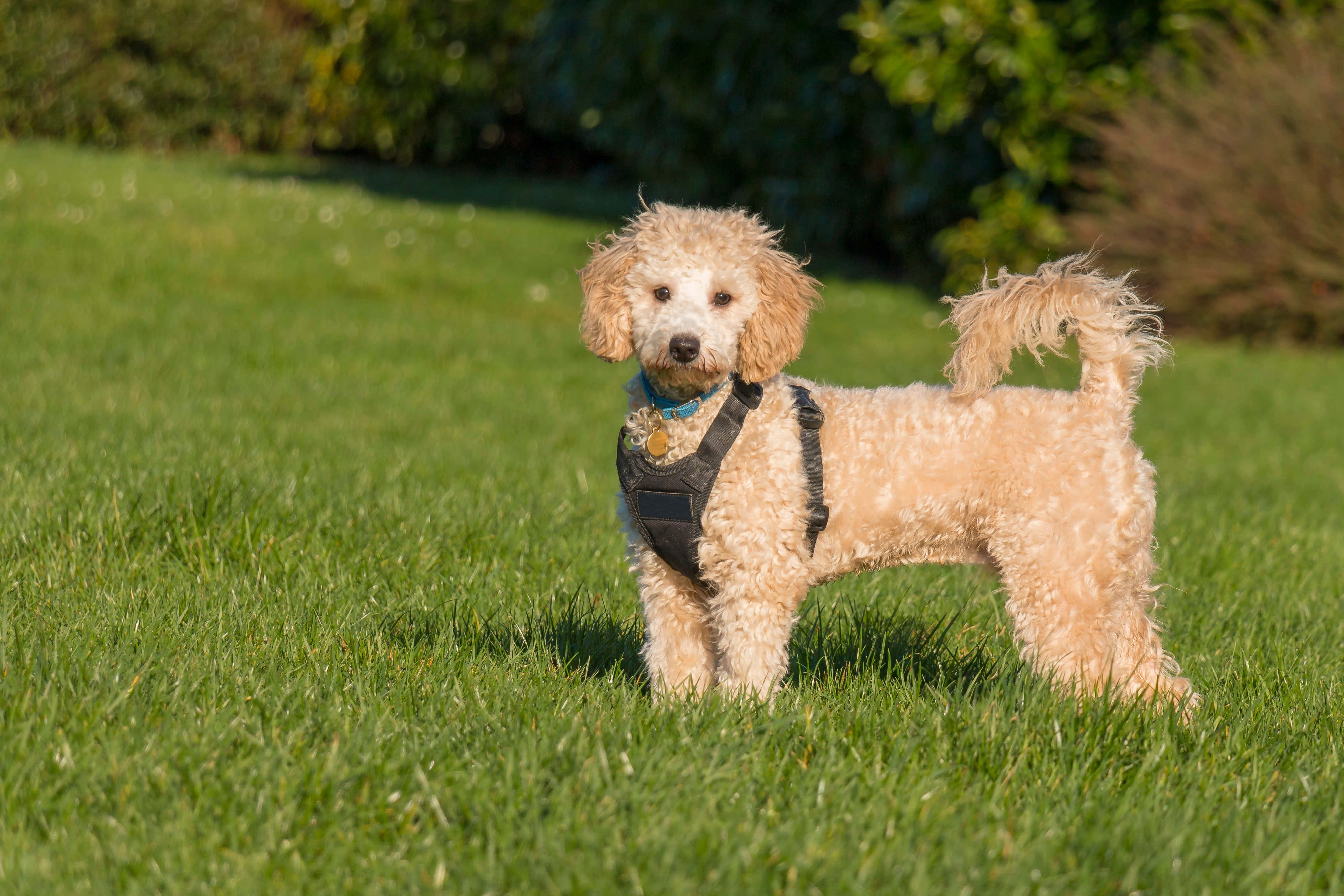 Poodle 桌布 壁紙 — 一隻毛茸茸的杏色貴賓狗在明亮的陽光下，站在充滿活力的綠色草地上，背景有茂密的樹木，警覺地站立著。
