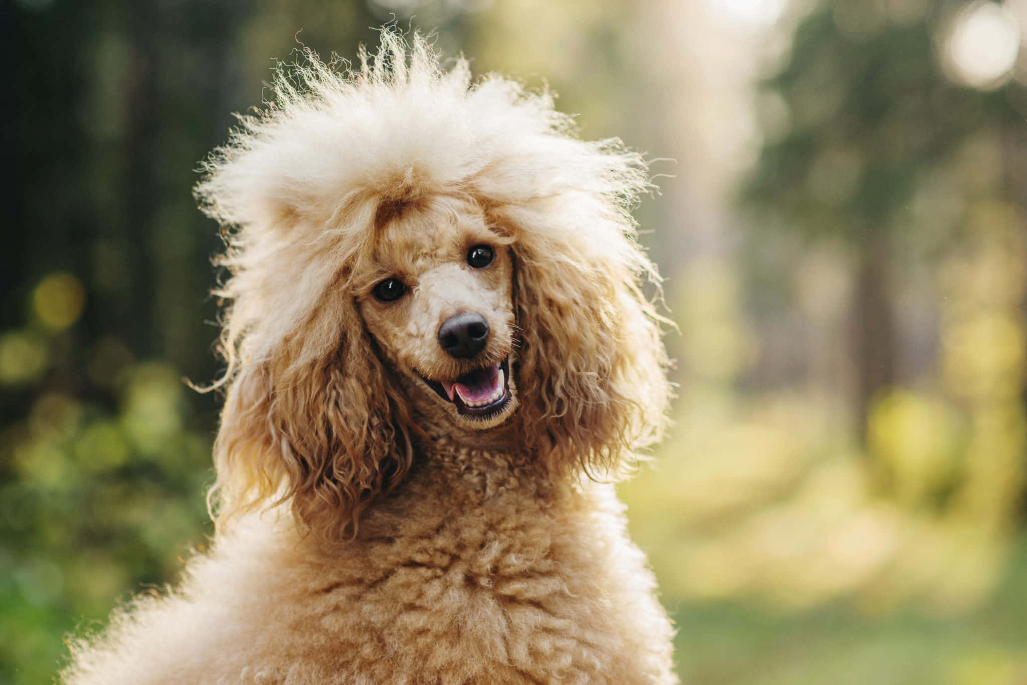 Poodle 桌布 壁紙 — 一隻毛茸茸的杏色貴賓狗帶著喜悅的表情站在陽光普照的森林中，牠的捲毛捕捉著溫暖的光線。