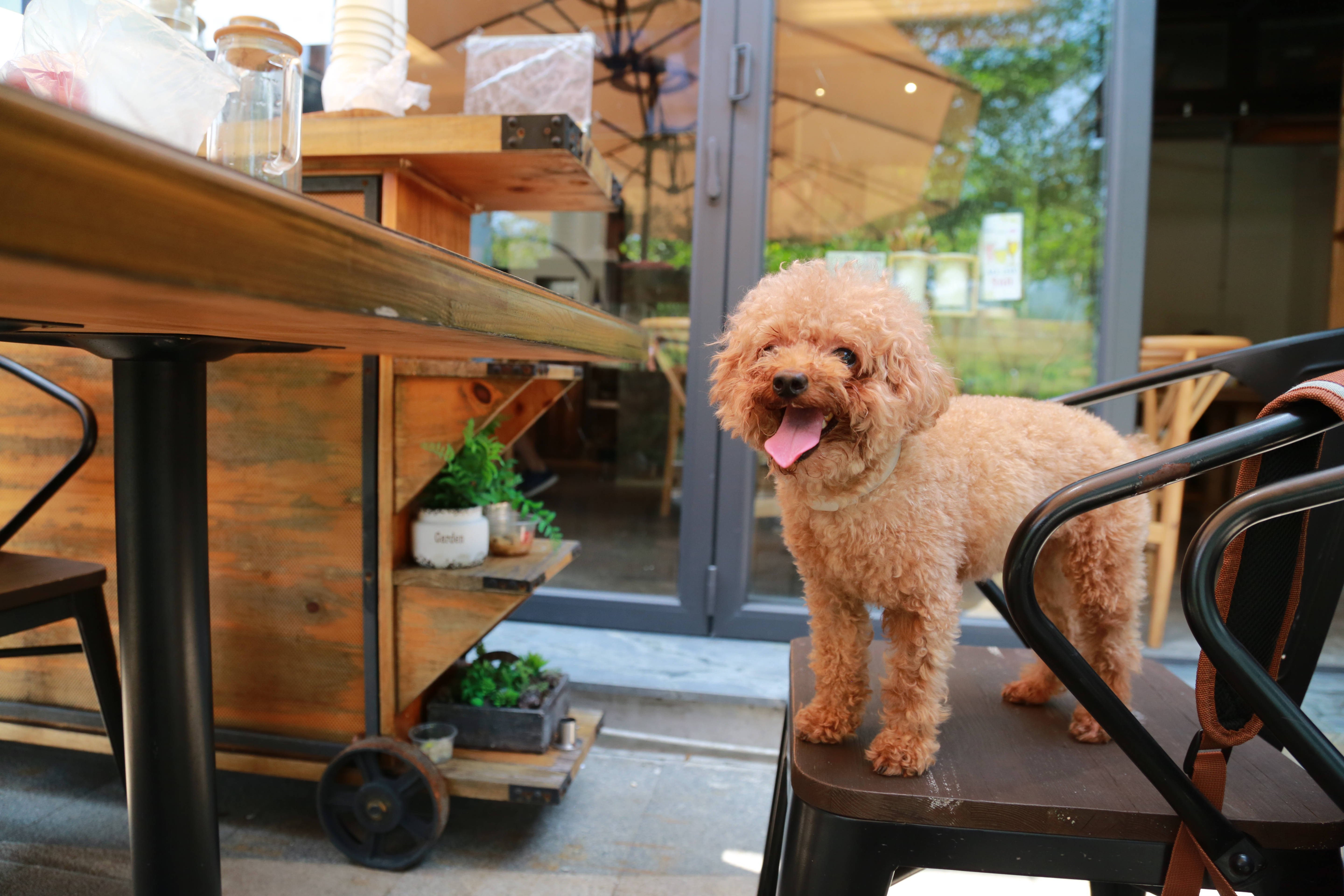 Poodle 桌布 壁紙 — 一隻毛茸茸的杏色貴賓狗開心地站在木椅上，背景是帶有綠色植物和玻璃門的鄉村風格咖啡廳庭院。