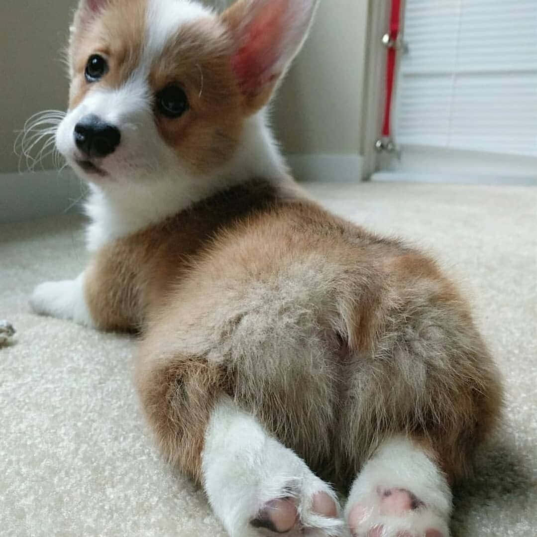 Corgi Funny 桌布 壁紙 — 一隻毛茸茸的柯基幼犬，有白色和黃褐色的毛，躺在米色地毯上，好奇地向上看。
