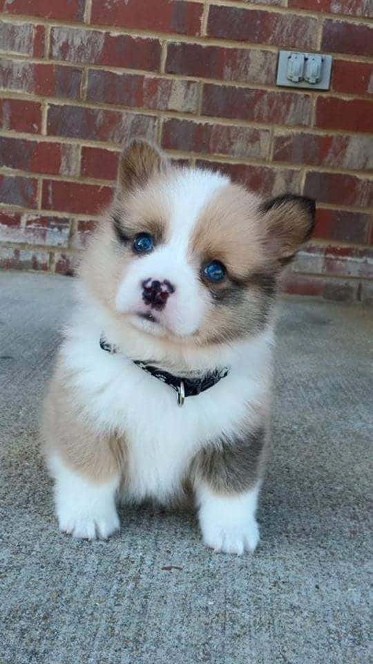 Adorable Puppy 桌布 壁紙 — 一隻毛茸茸的柯基幼犬，有著明亮的藍眼睛，坐在混凝土上，靠著紅磚牆，戴著黑色項圈。