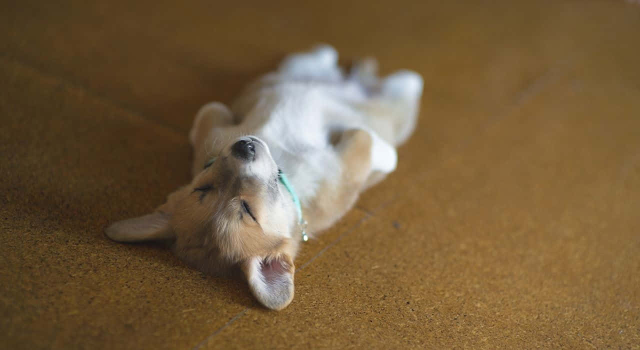 柯基 桌布 壁紙 — 一隻毛茸茸的柯基幼犬在溫暖的木地板上仰臥，閉著眼睛安詳地睡覺。