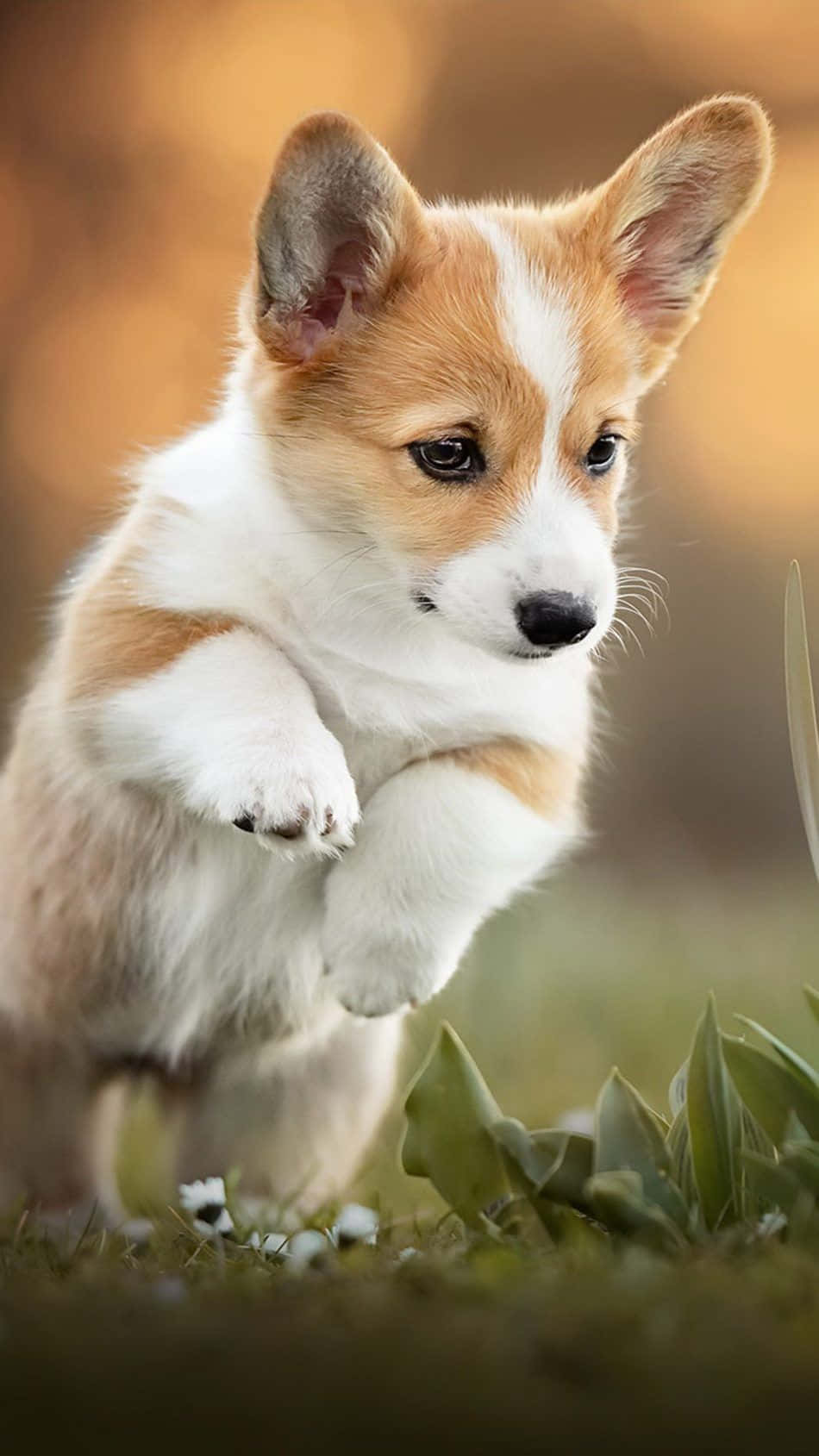 柯基 桌布 壁紙 — 一隻毛茸茸的柯基幼犬在陽光明媚的草地上歡快地跳躍，背景帶有柔和散景效果。