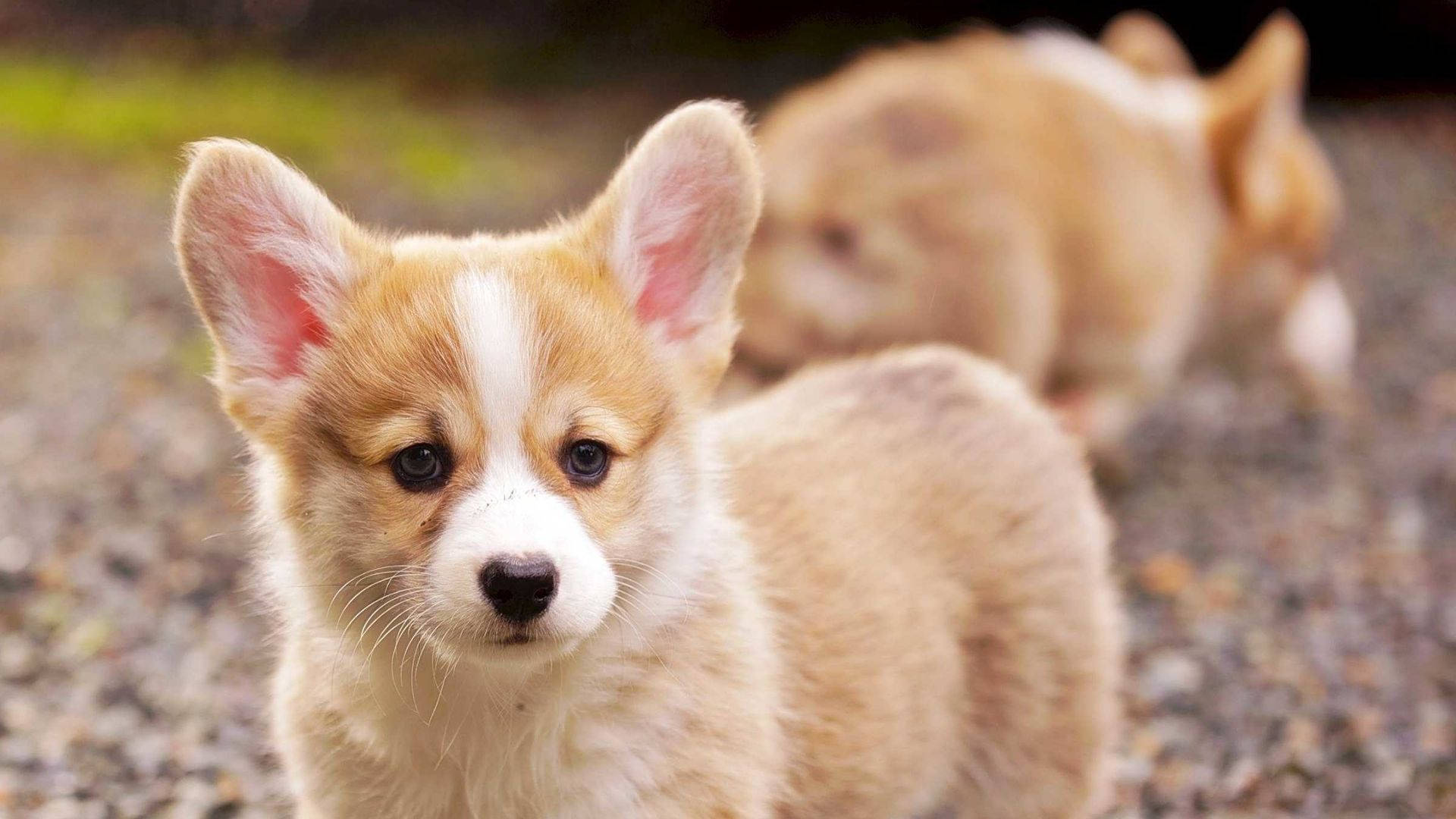 Puppies 桌布 壁紙 — 一隻毛茸茸的柯基幼犬特寫，有大耳朵和深色眼睛，正看著相機，另一隻幼犬在後面的礫石上行走。