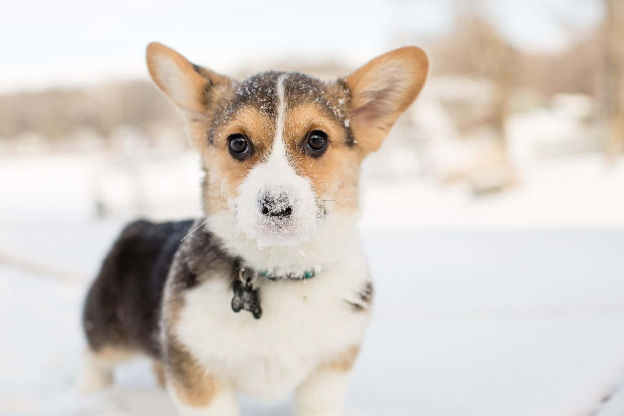 狗 桌布 壁紙 — 一隻毛茸茸的柯基幼犬臉上沾著雪花，站在雪地上直視鏡頭。